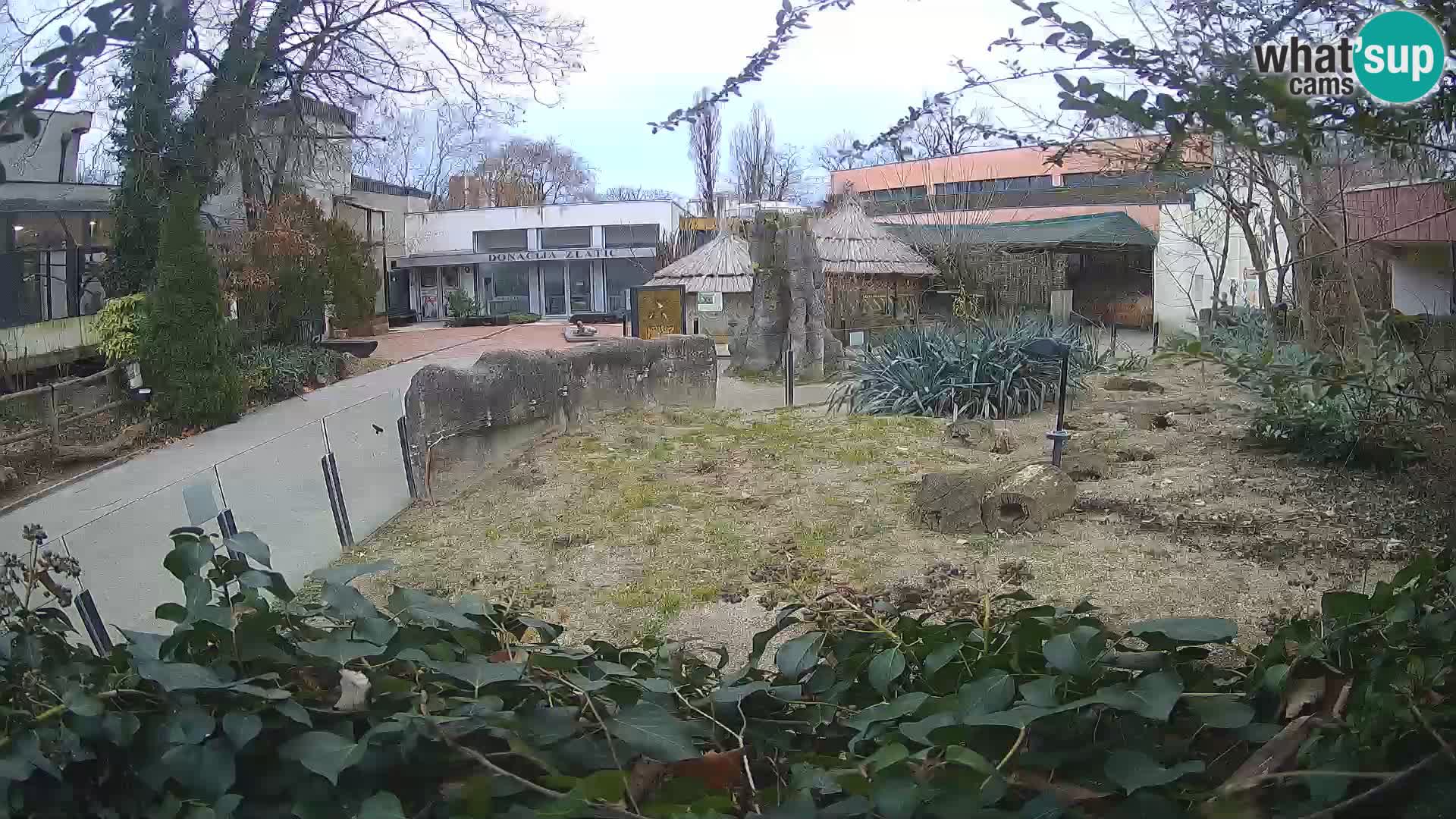 Zoo Zagreb – Suricate