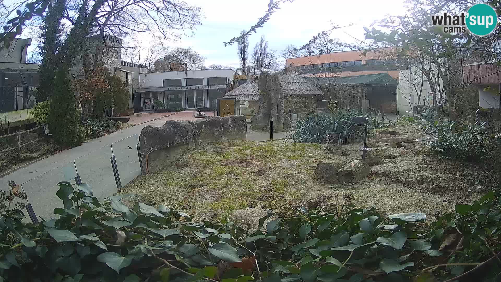 Zoo Zagreb – Suricate