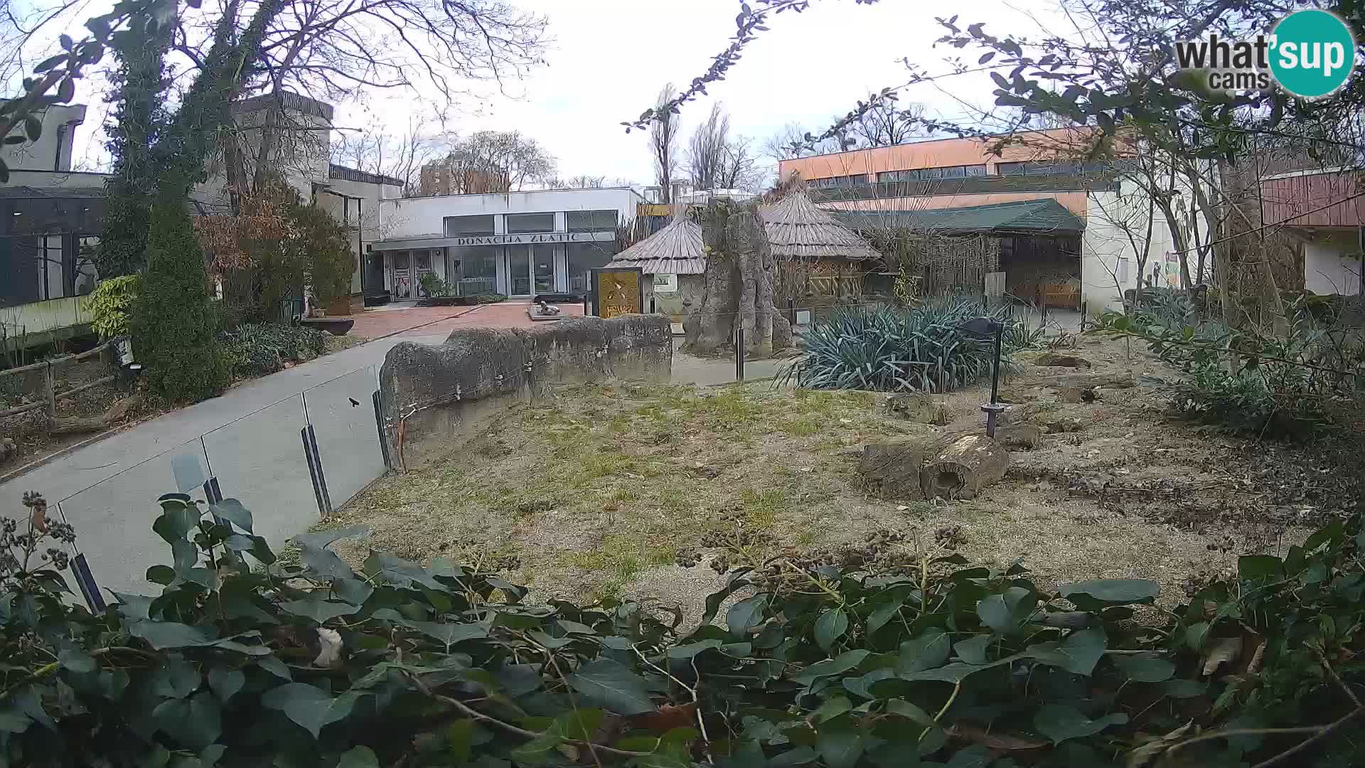 Zoo Zagreb – Suricata