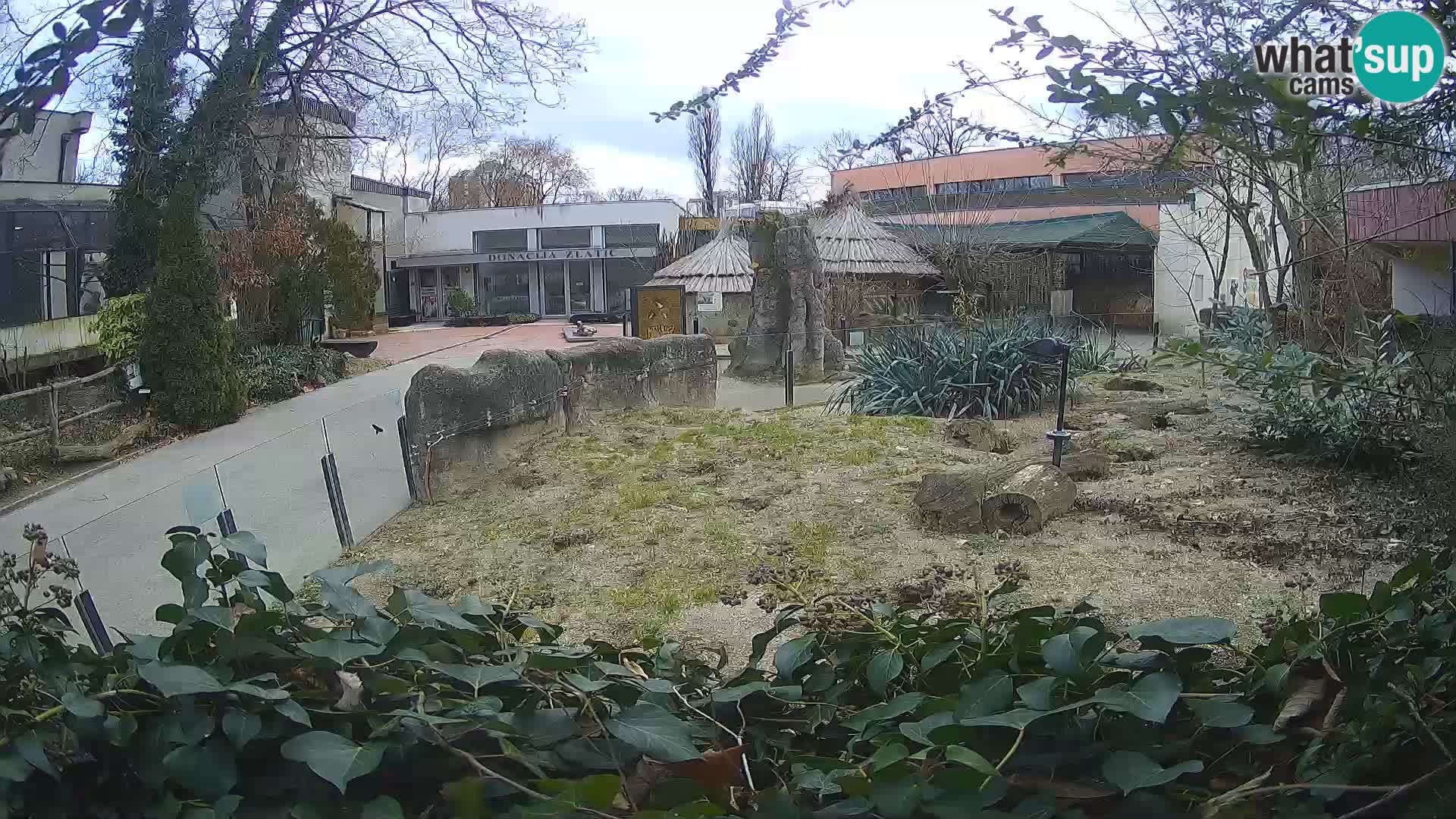 Zoo Zagreb – Merkat