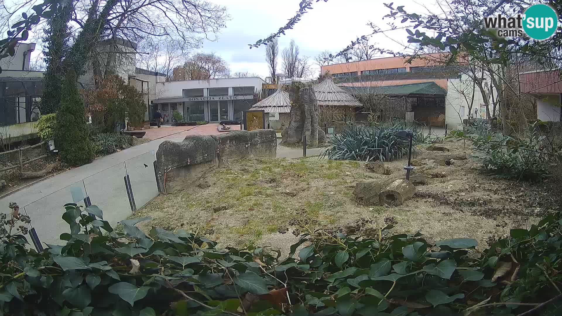 Zoo Zagreb – Surikate