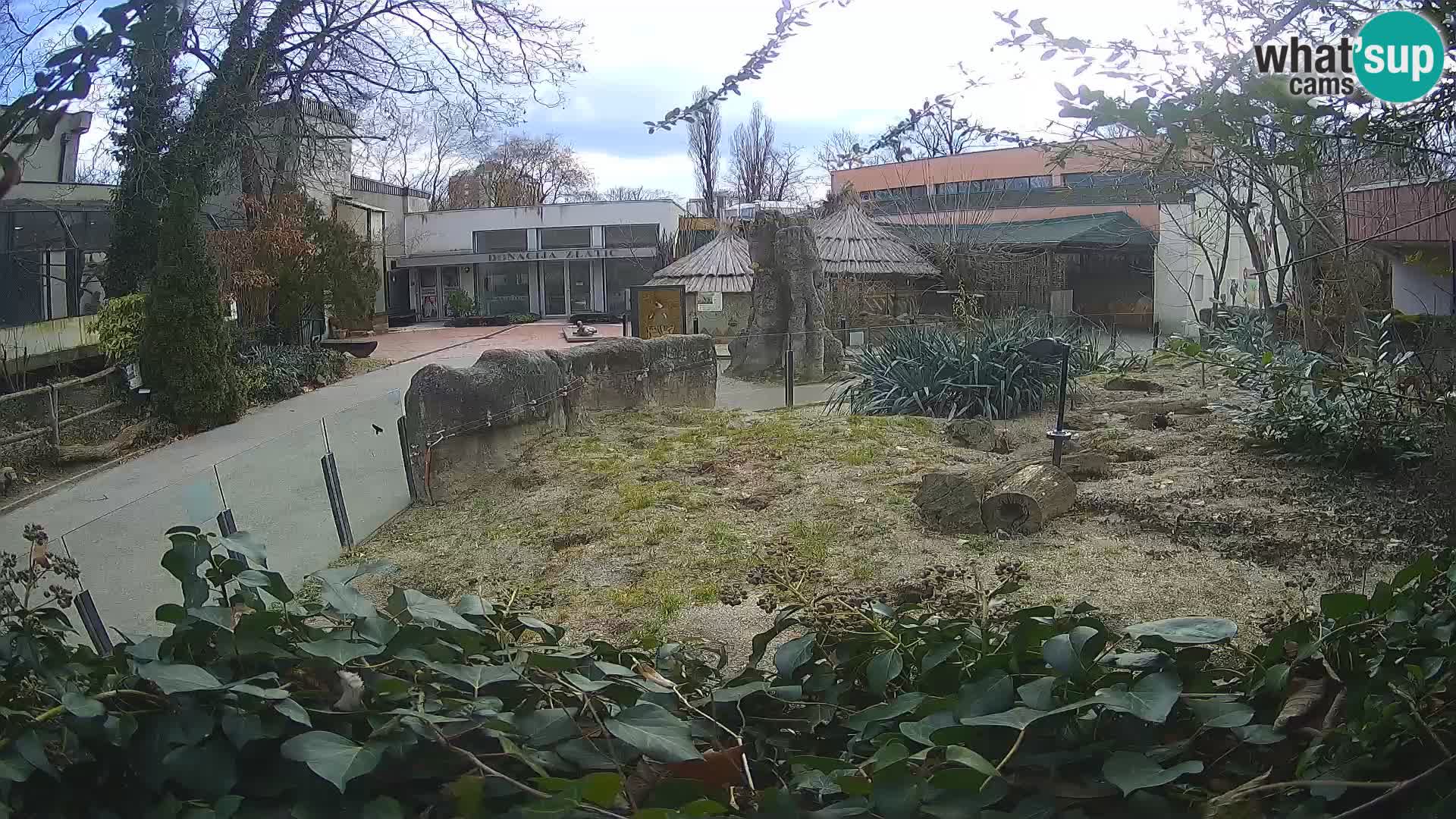 Zoo Zagreb – Suricata