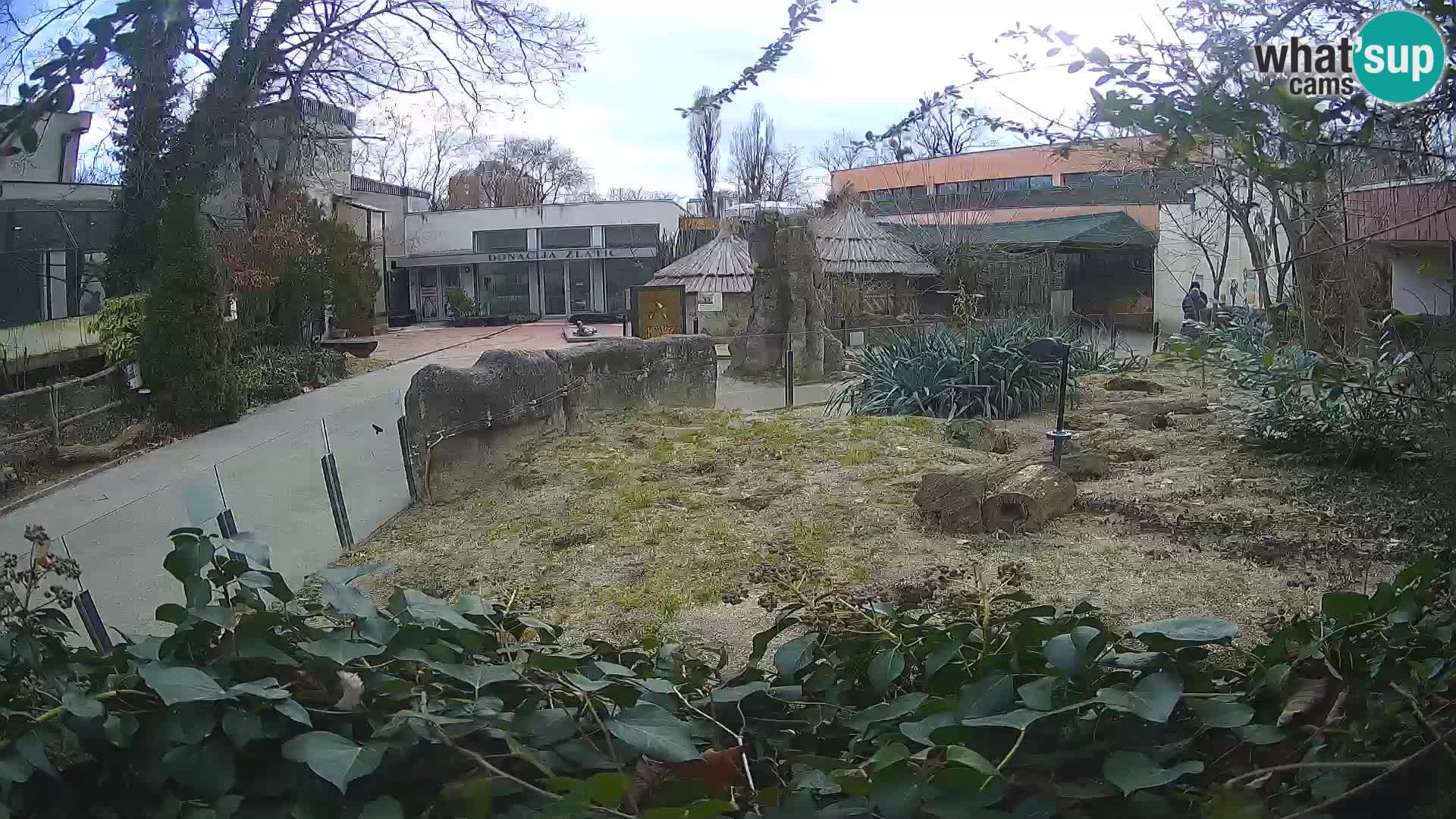 Zoo Zagreb – Suricata