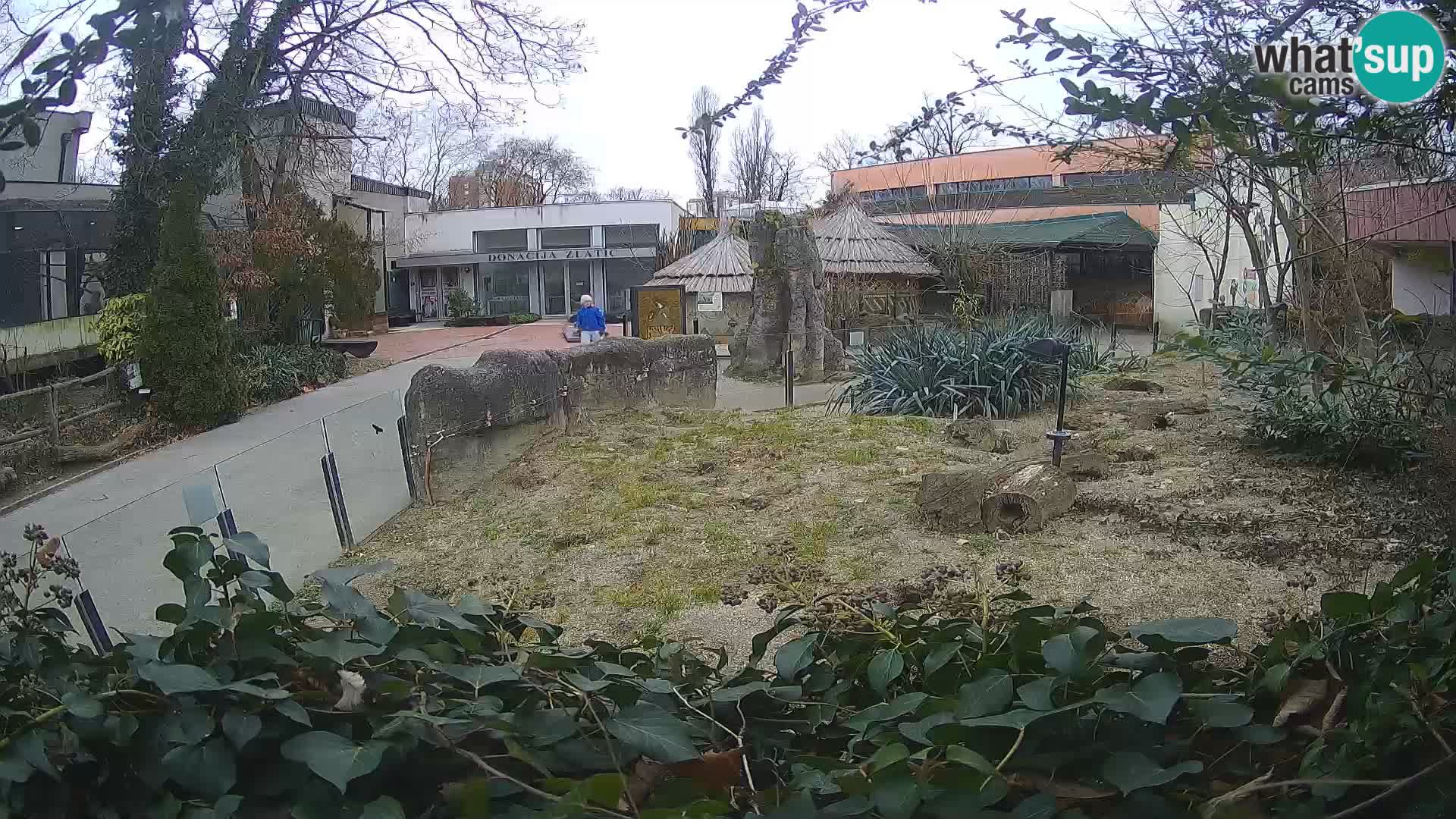 Zoo Zagreb – Erdmännchen