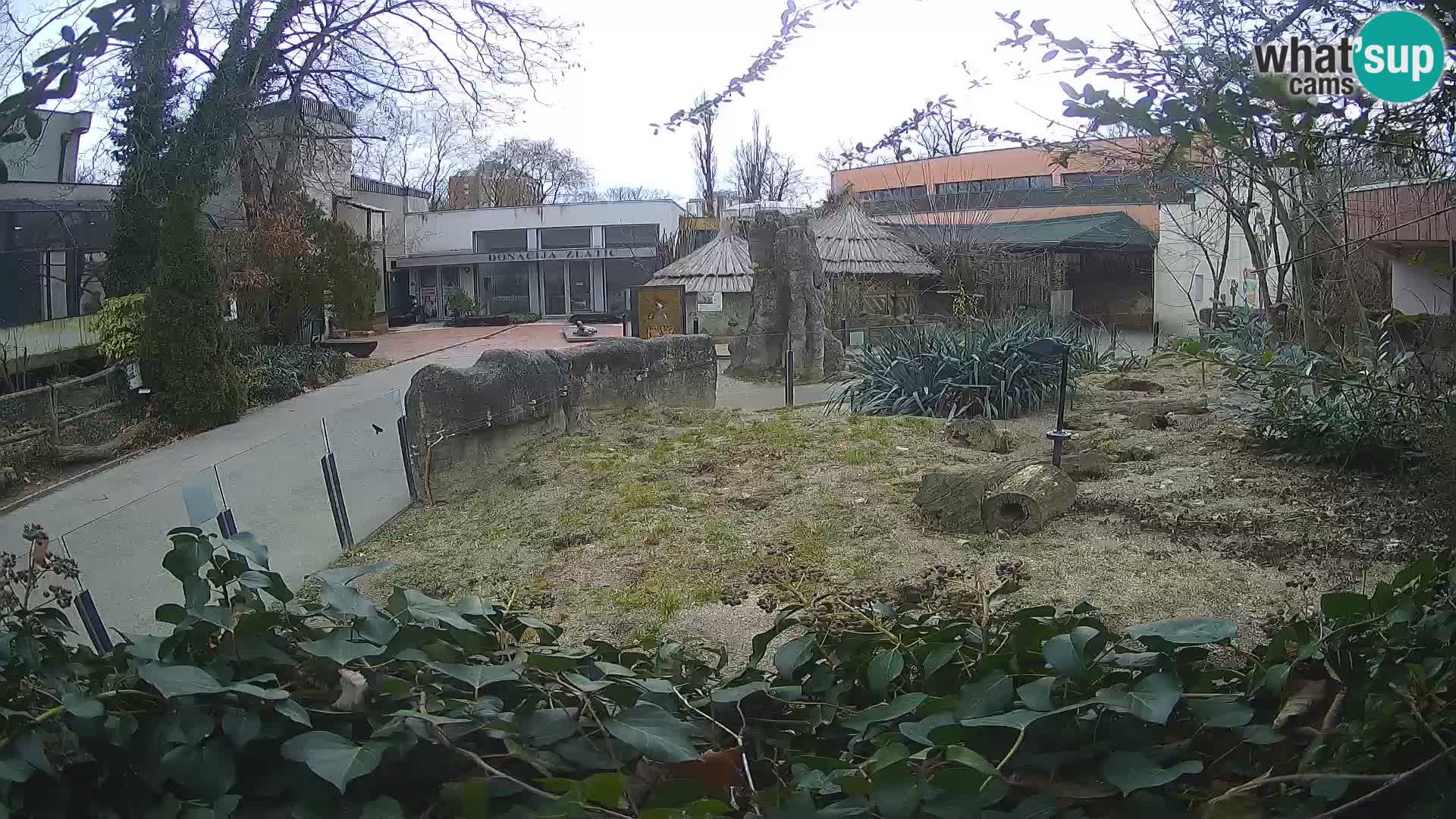 Zoo Zagreb – Suricata