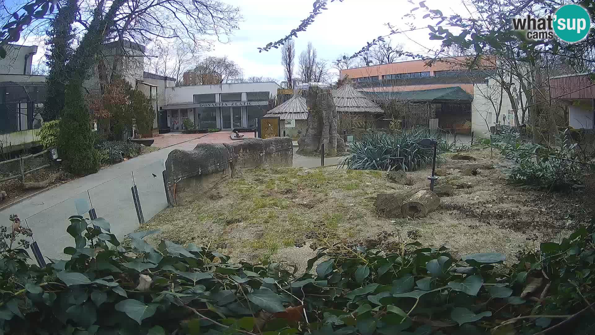 Zoo Zagreb – Suricata