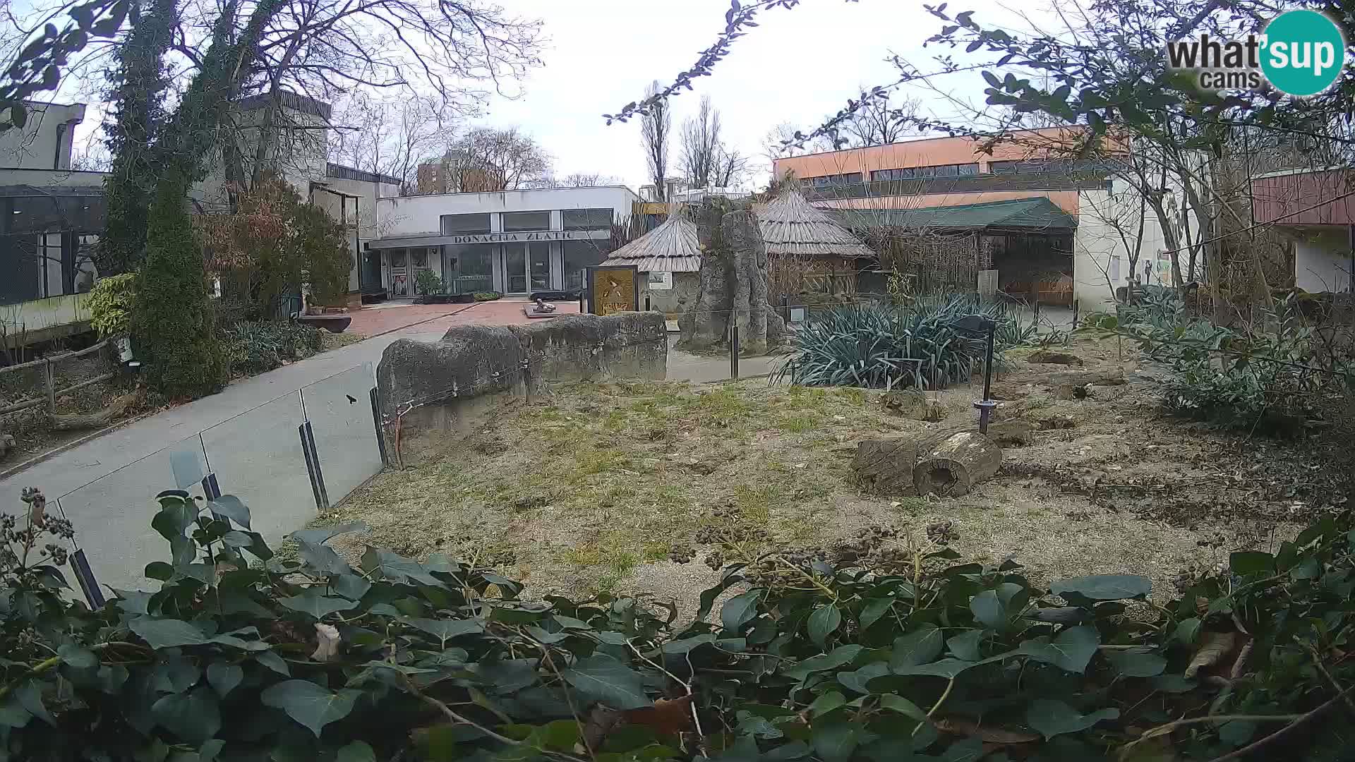 Zoo Zagreb – Suricata