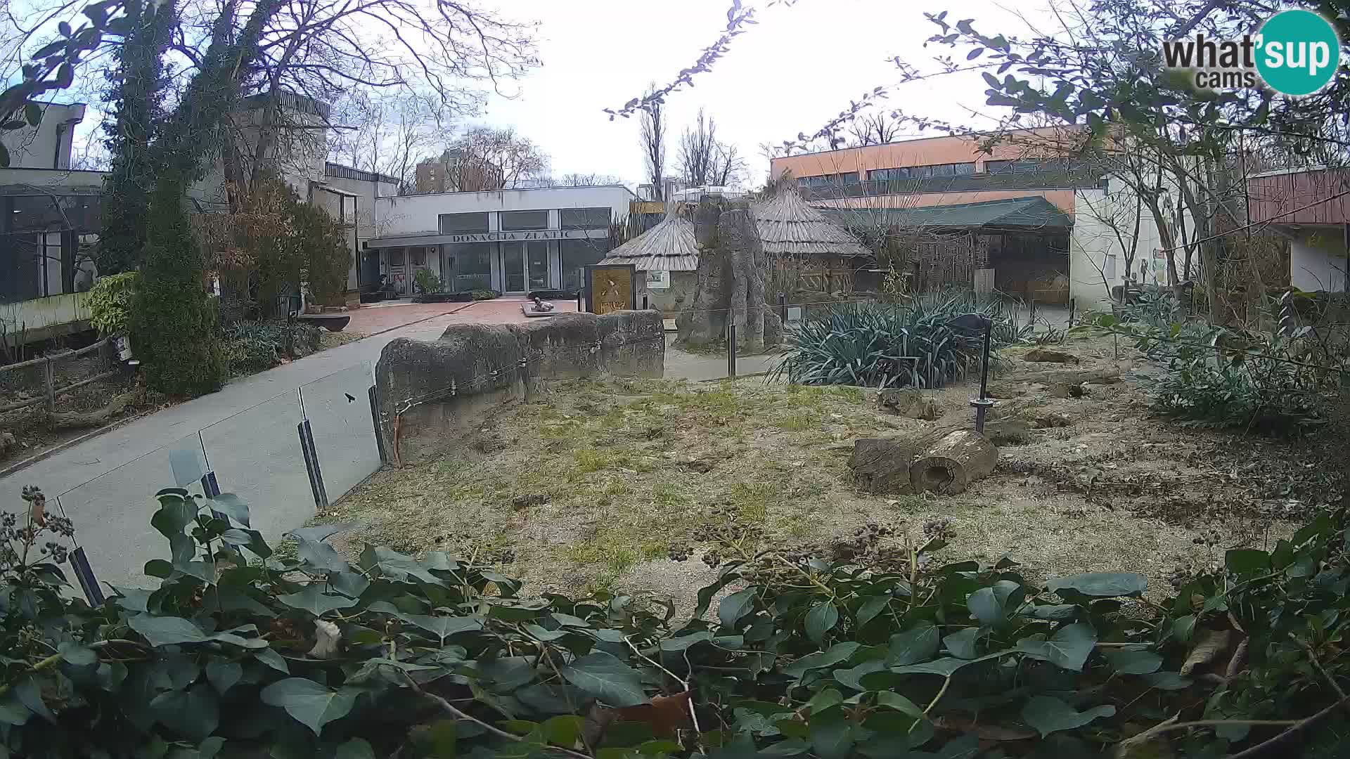 Zoo Zagreb – Meerkat (Suricate)