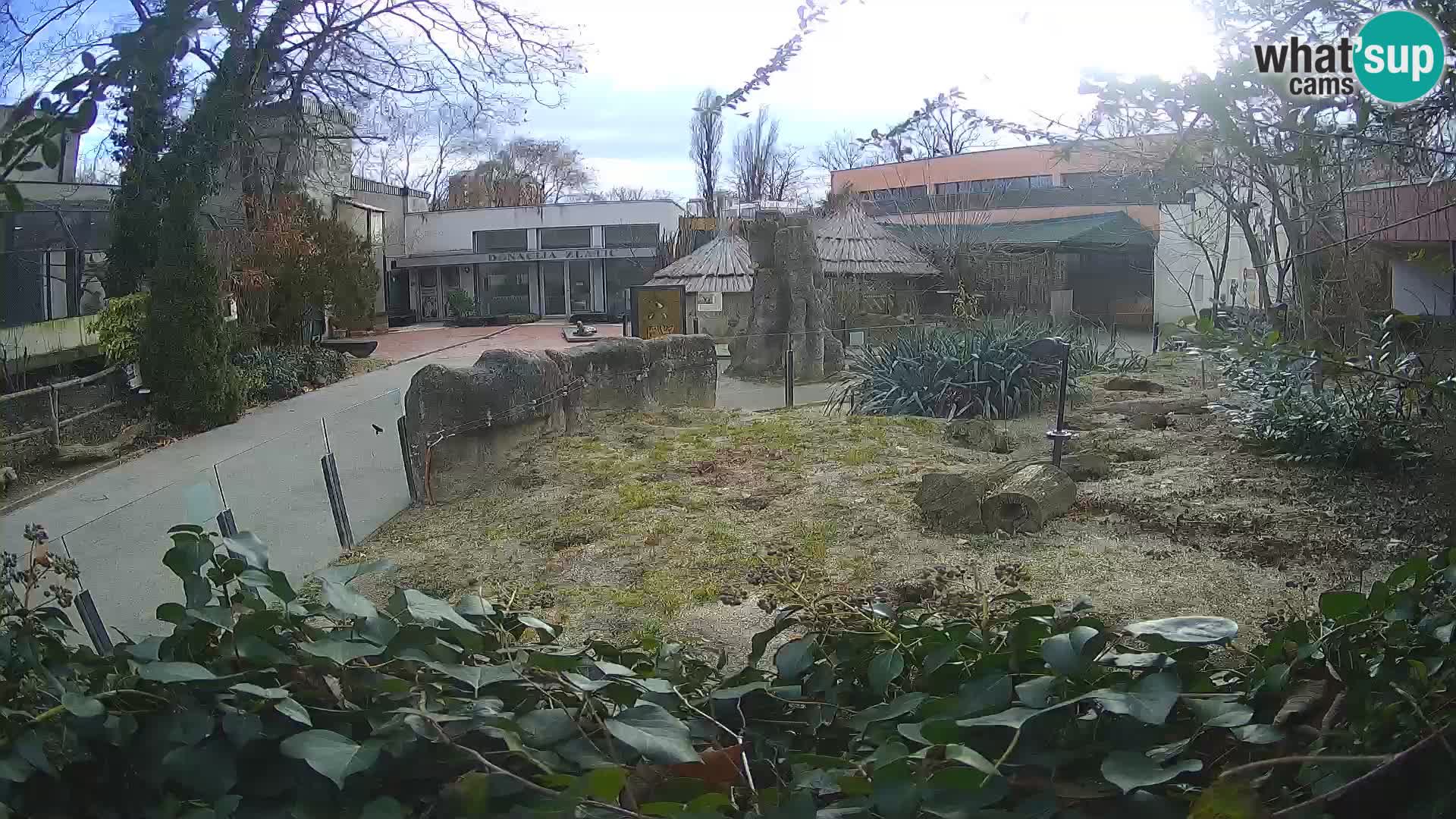 Zoo Zagreb – Suricata