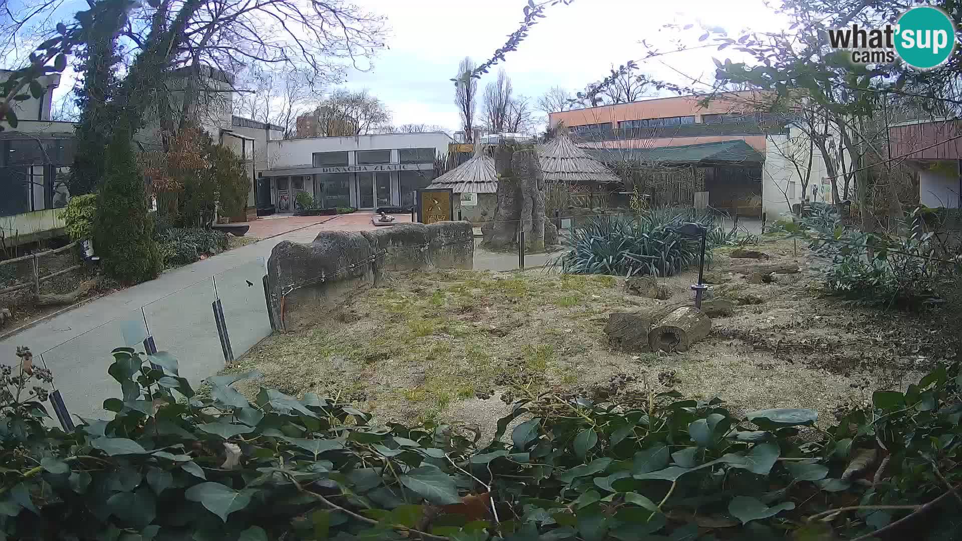 Zoo Zagreb – Erdmännchen