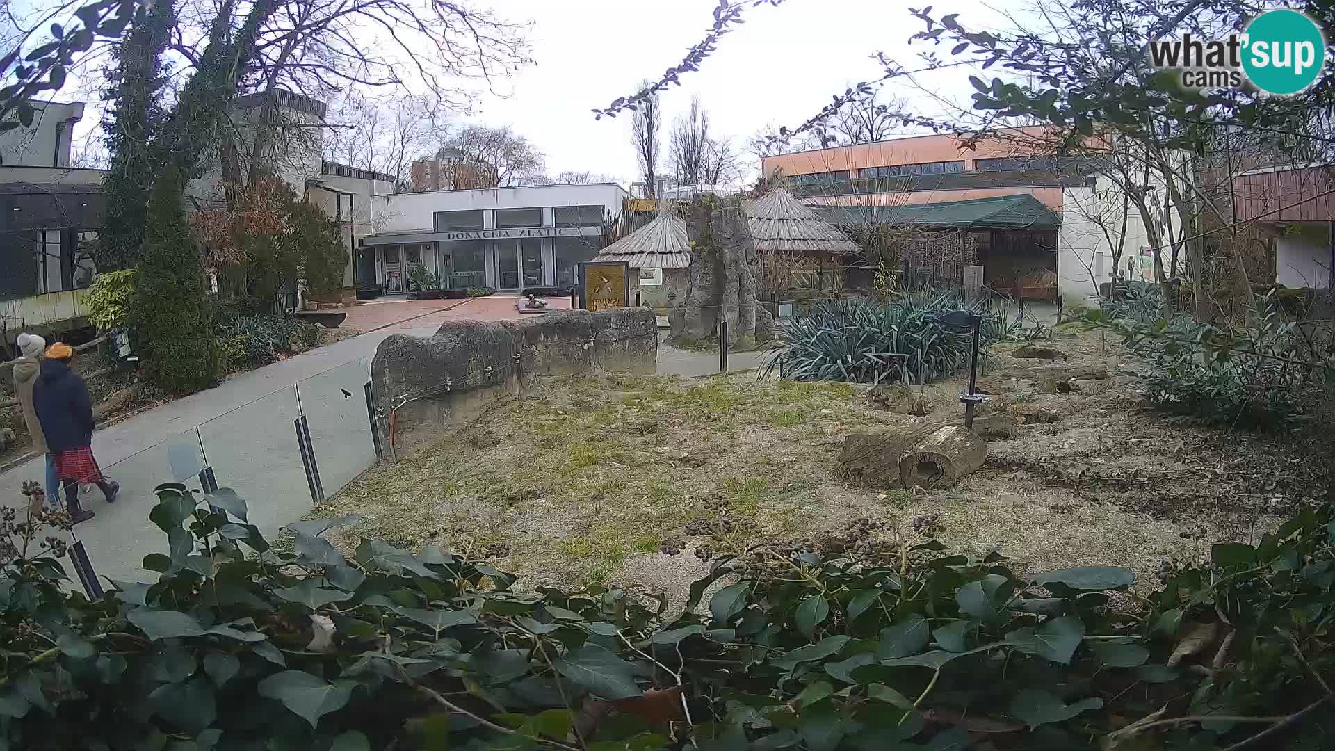 Zoo Zagreb – Suricata