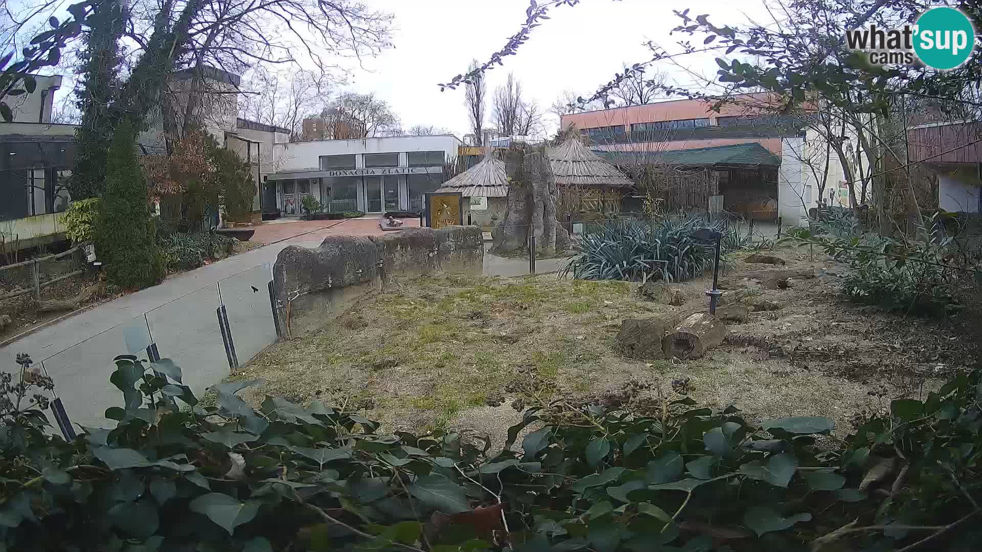 Zoo Zagreb – Suricate