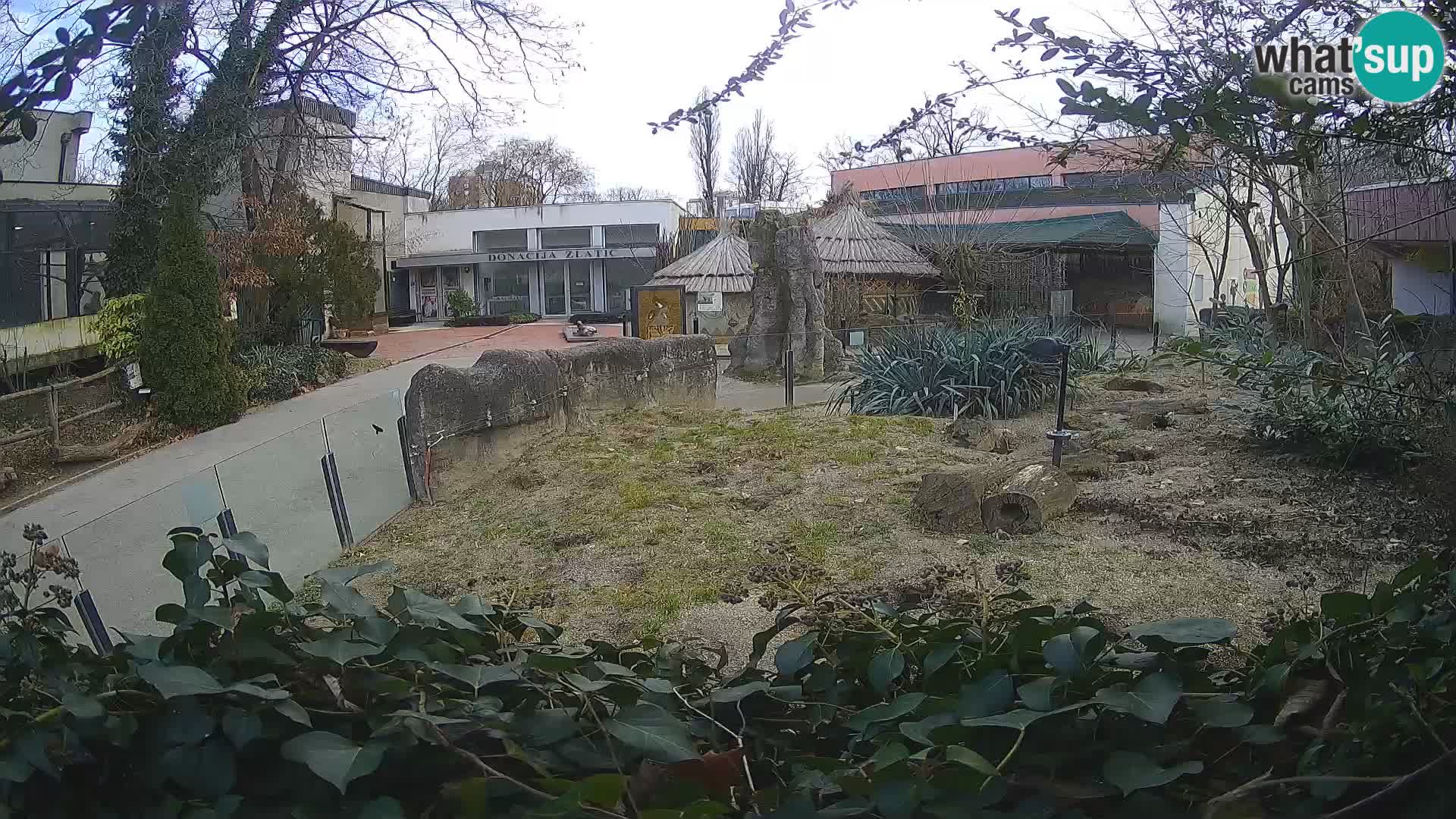 Zoo Zagreb – Meerkat (Suricate)