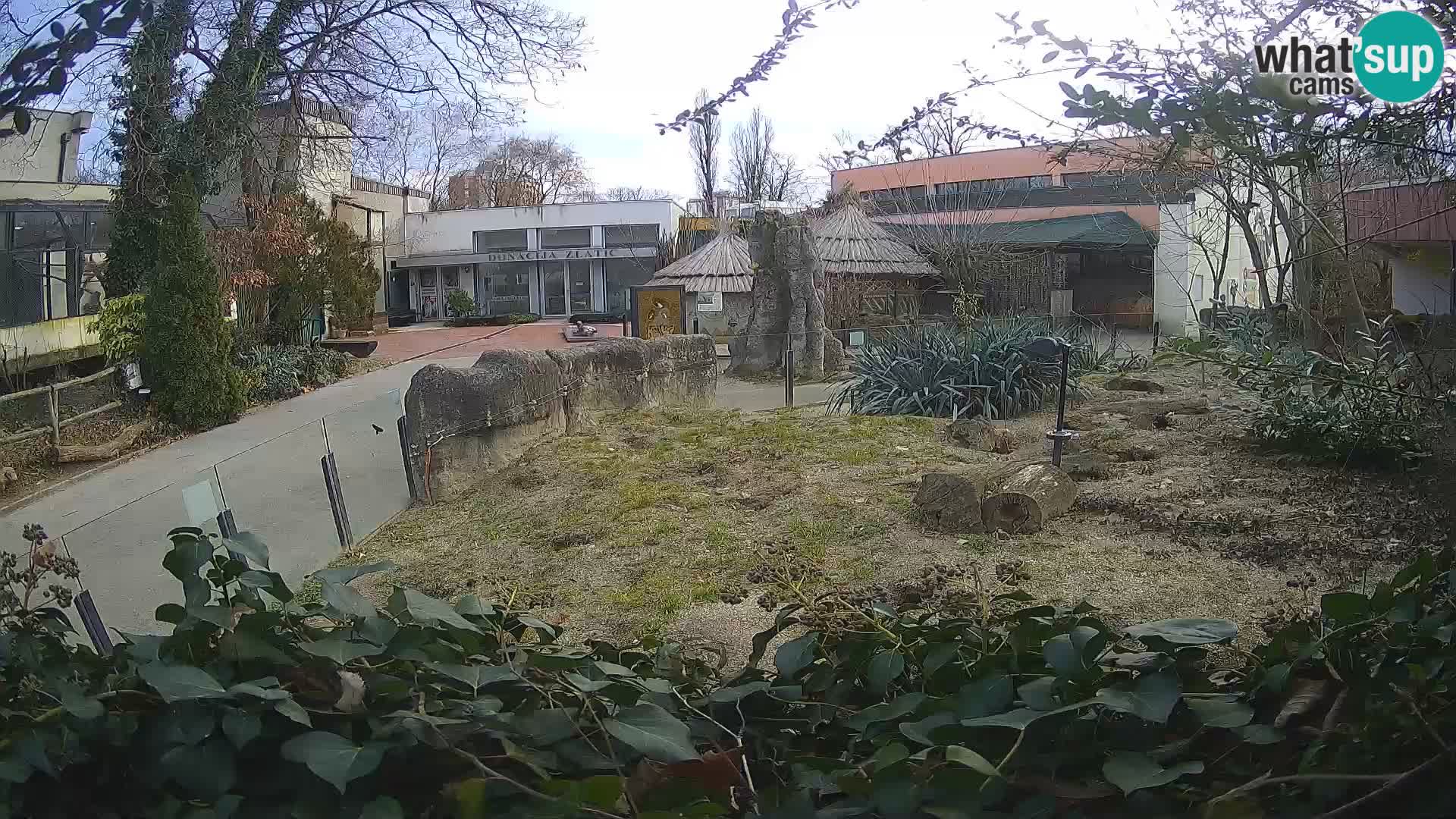 Zoo Zagreb – Merkat