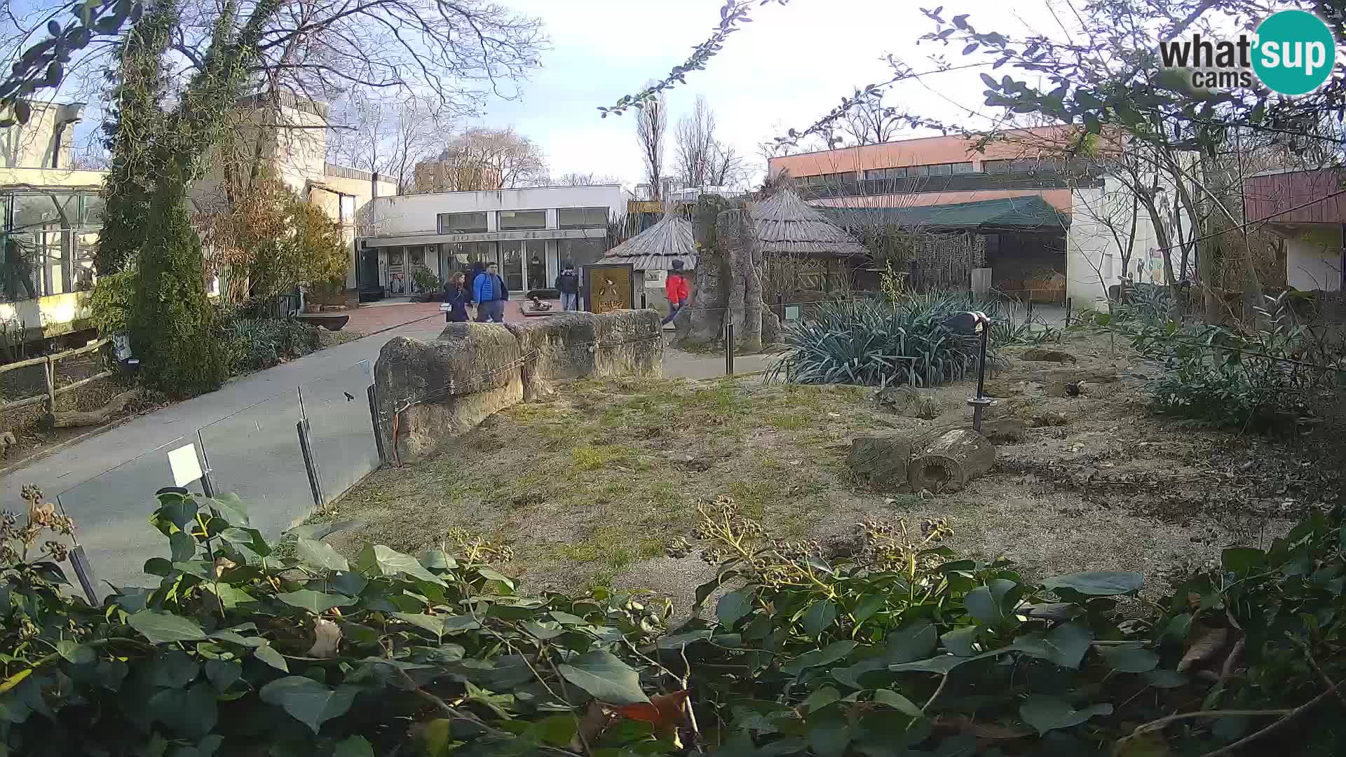 Zoo Zagreb – Suricate