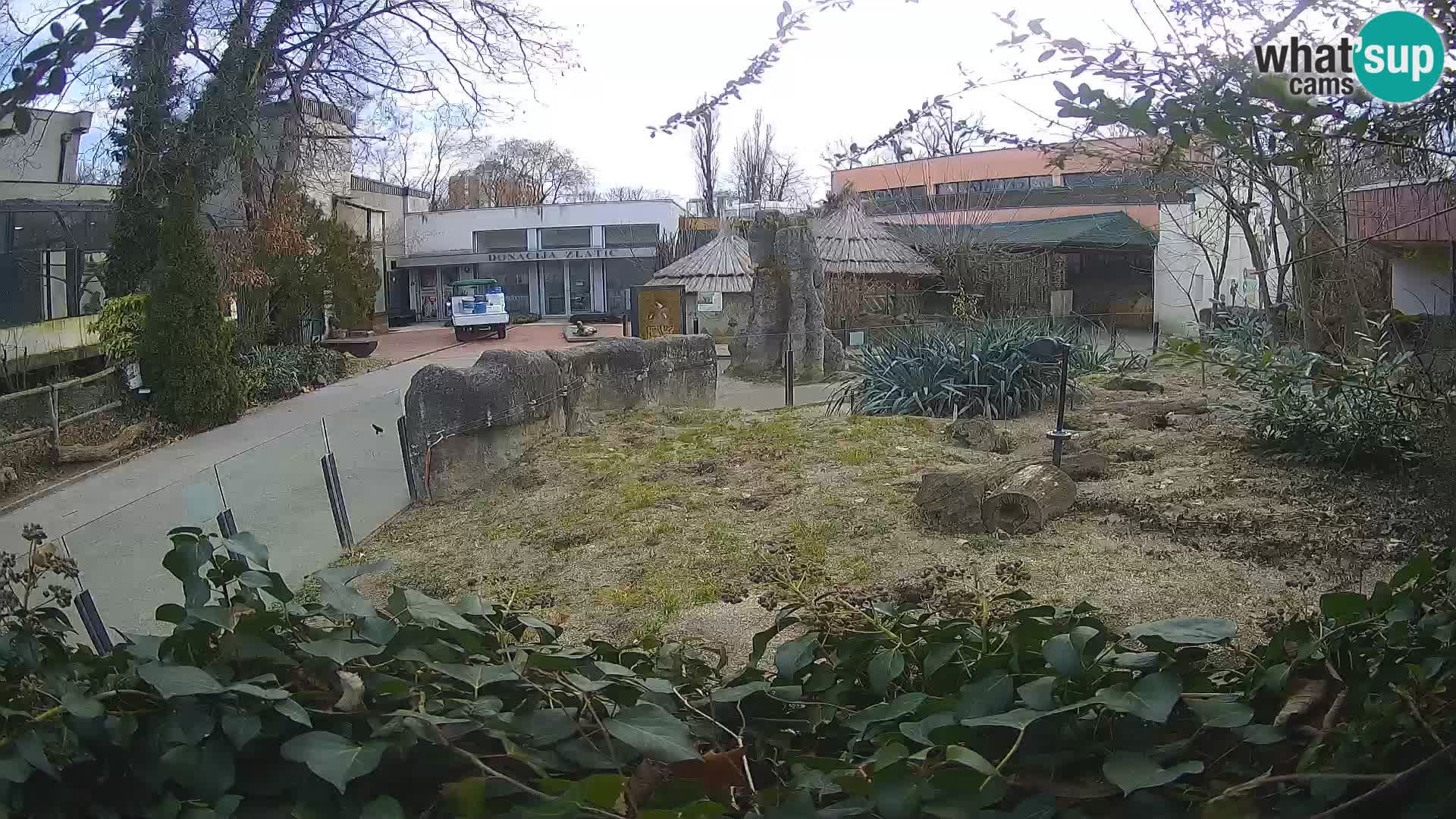 Zoo Zagreb – Meerkat (Suricate)