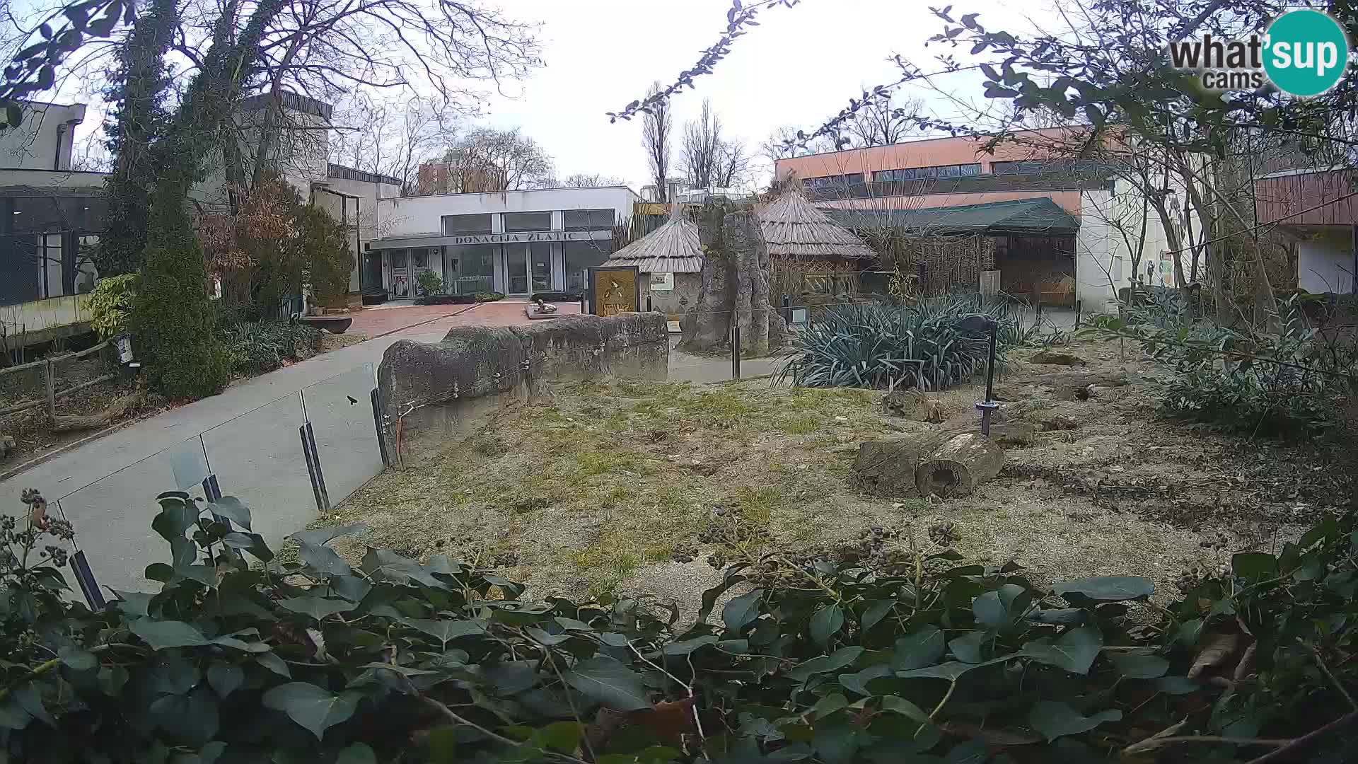 Zoo Zagreb – Meerkat (Suricate)