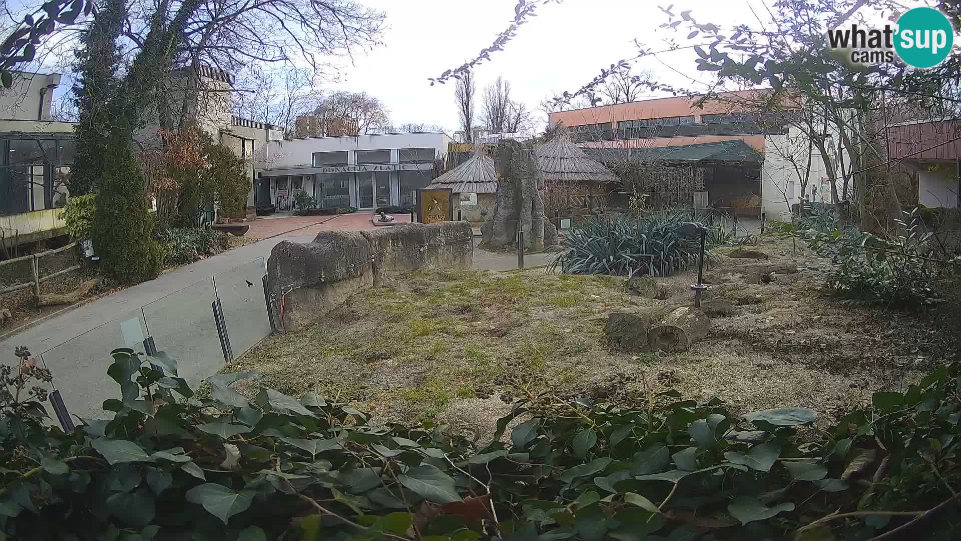 Zoo Zagreb – Meerkat (Suricate)