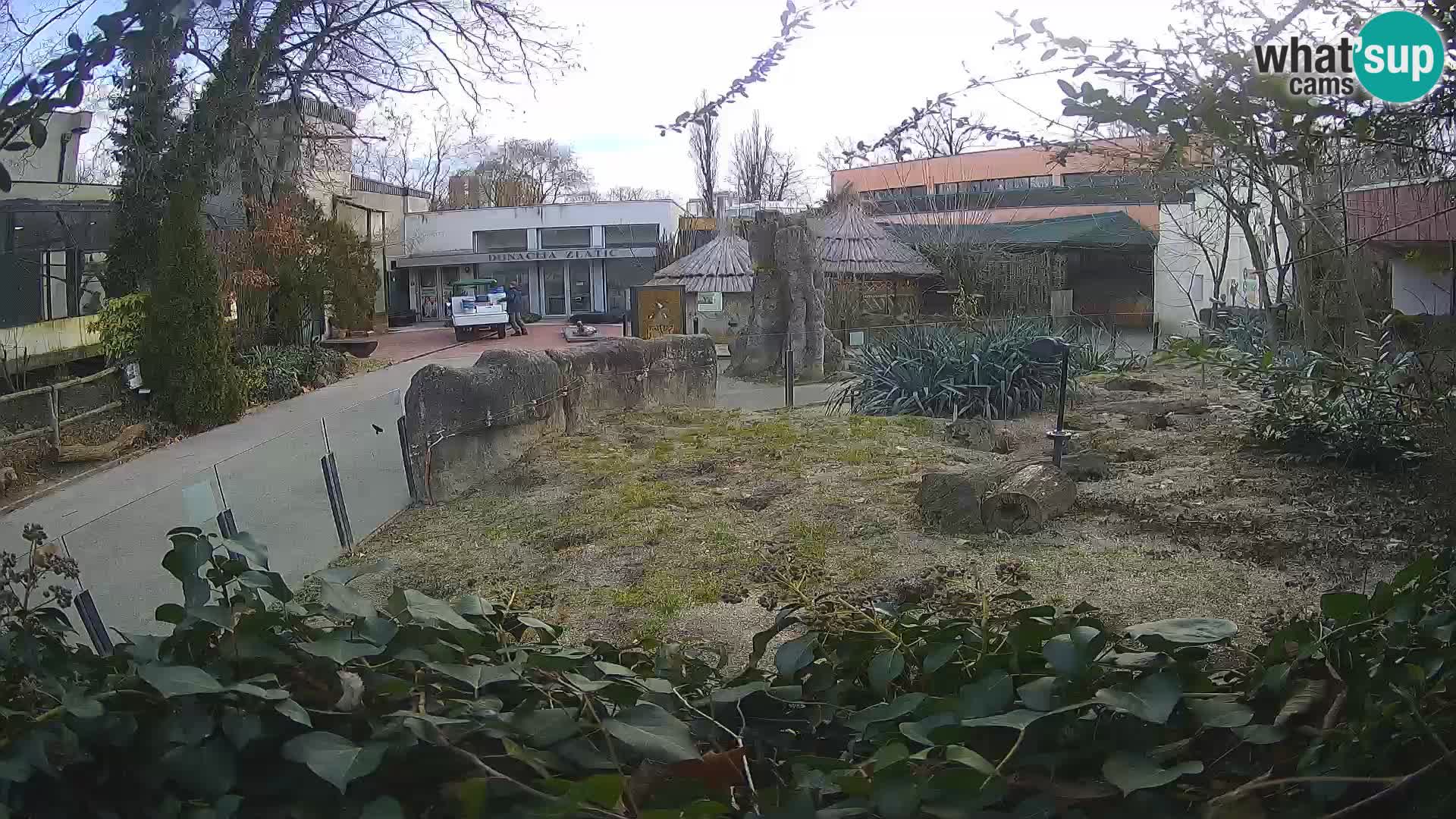 Zoo Zagreb – Meerkat (Suricate)