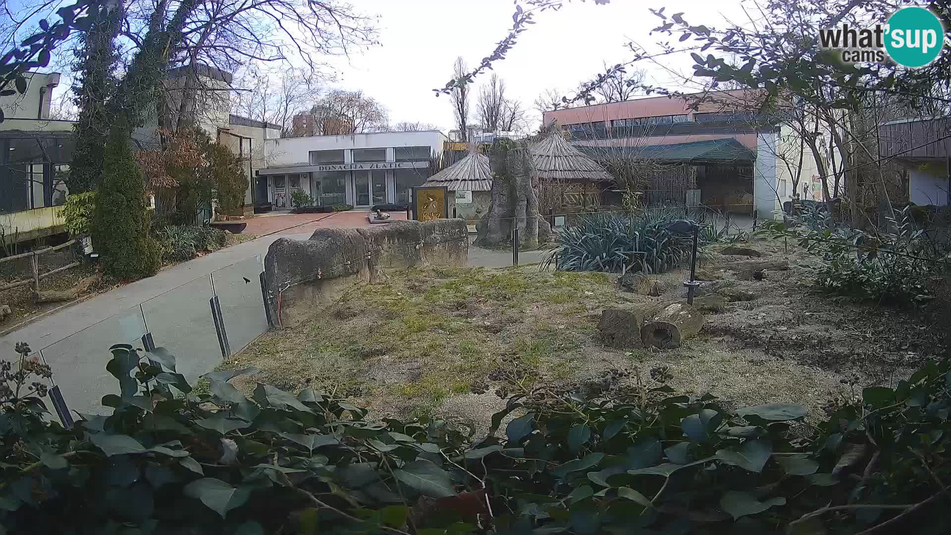 Zoo Zagreb – Meerkat (Suricate)