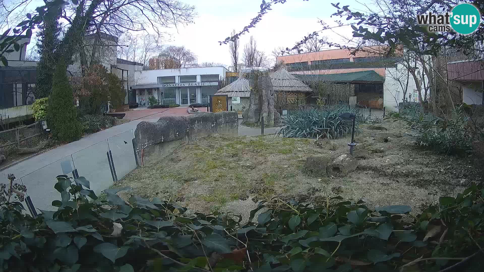 Zoo Zagreb – Surikate