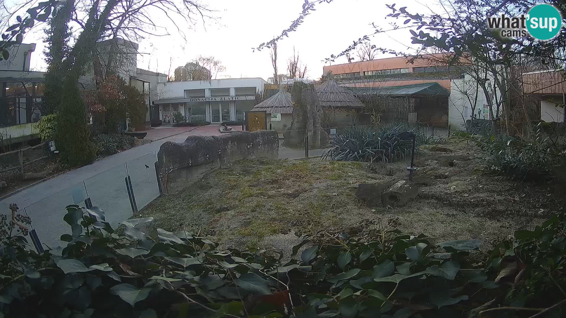 Zoo Zagreb – Meerkat (Suricate)