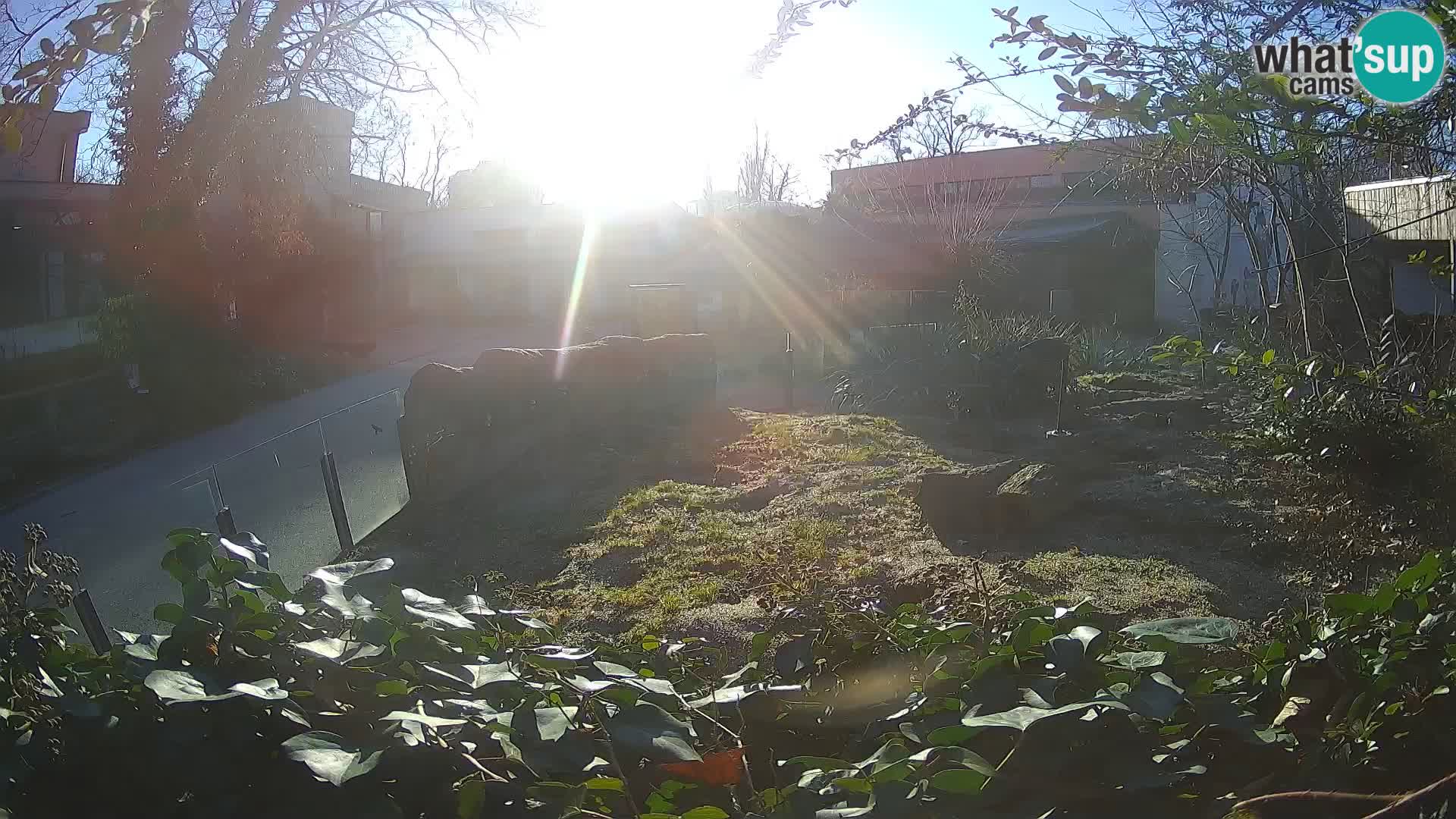 Zoo Zagreb – Meerkat (Suricate)