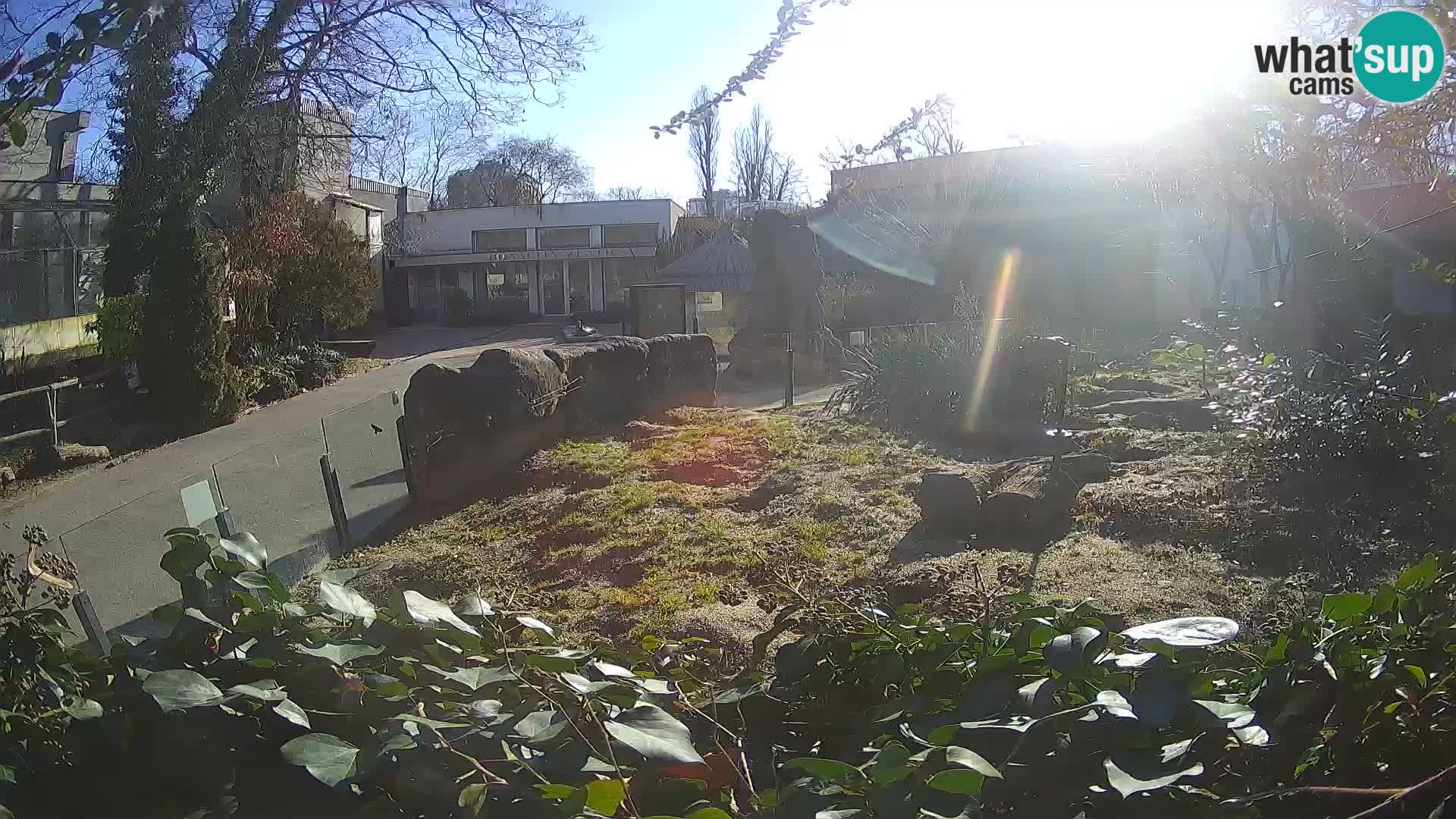 Zoo Zagreb – Suricate