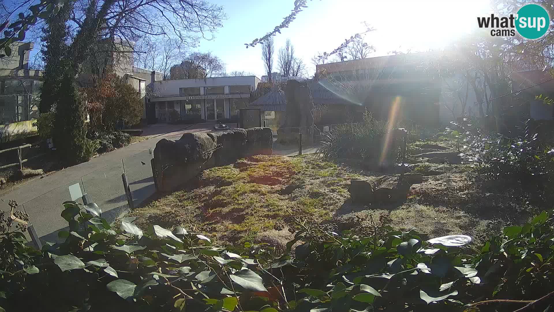 Zoo Zagreb – Meerkat (Suricate)