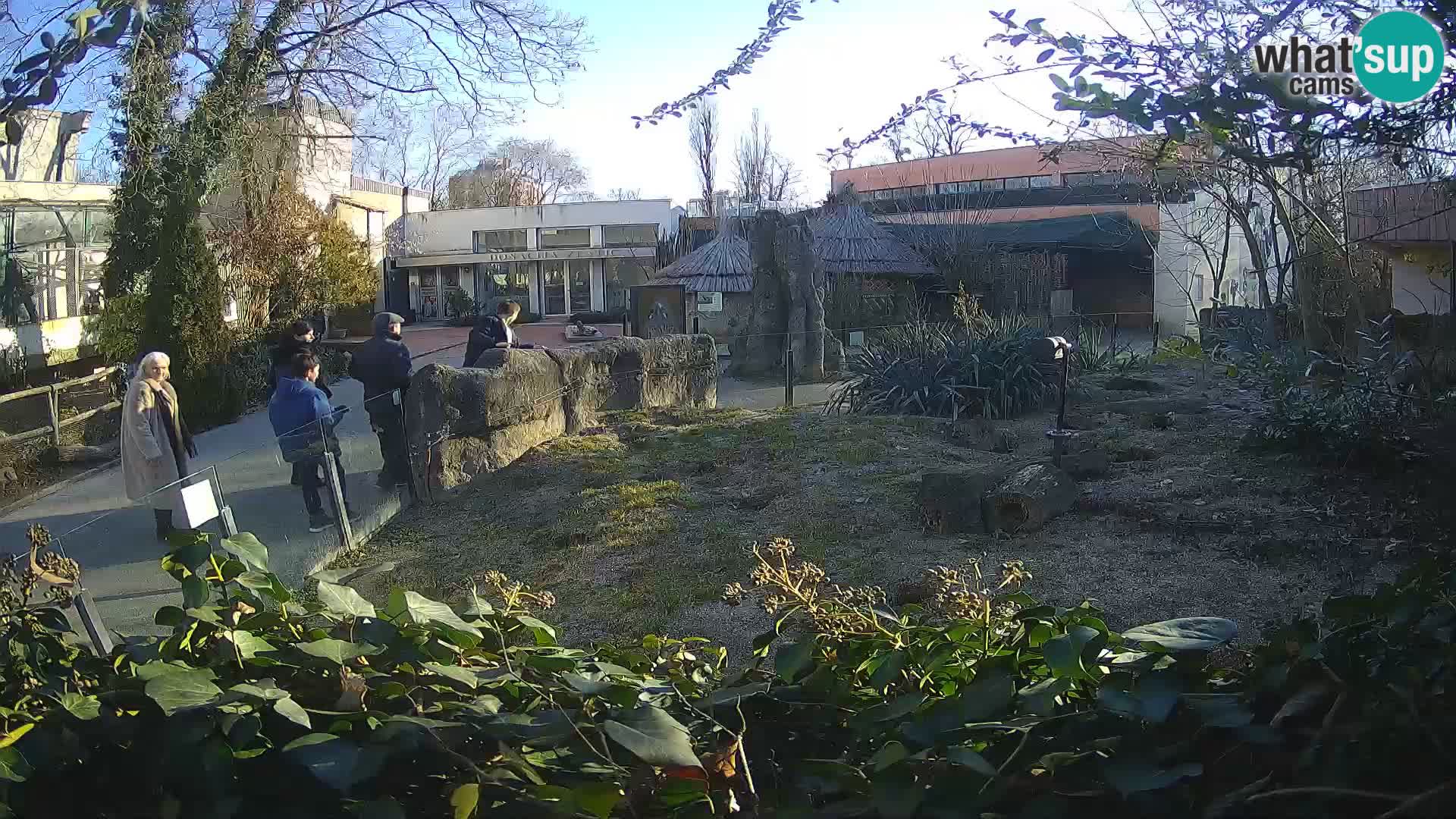 Zoo Zagreb – Meerkat (Suricate)