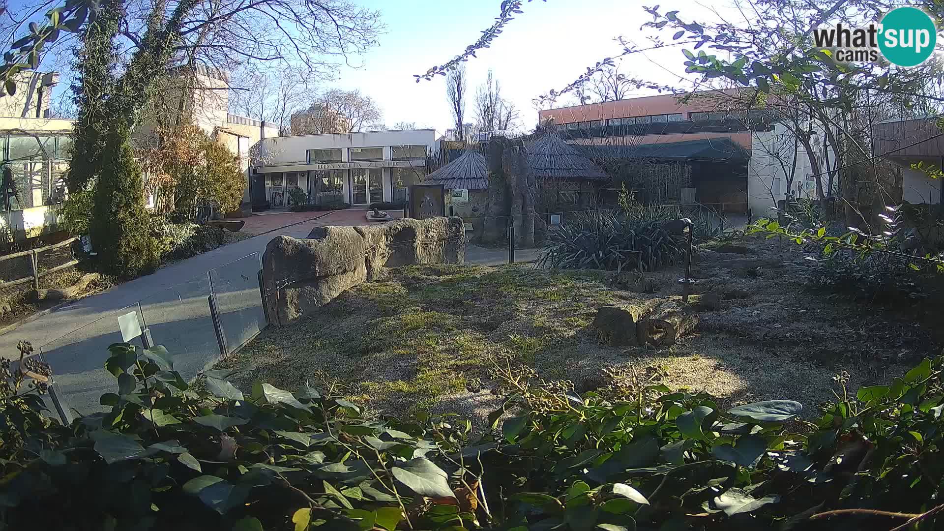 Zoo Zagreb – Meerkat (Suricate)