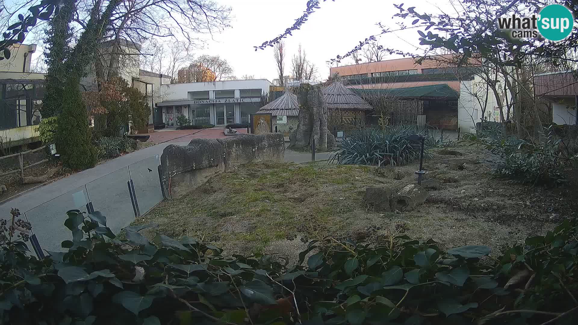 Zoo Zagreb – Surikate