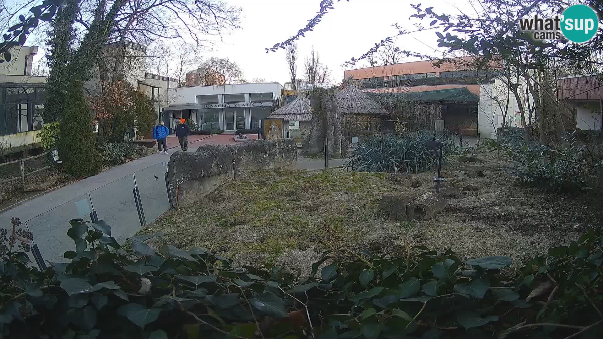 Zoo Zagreb – Meerkat (Suricate)