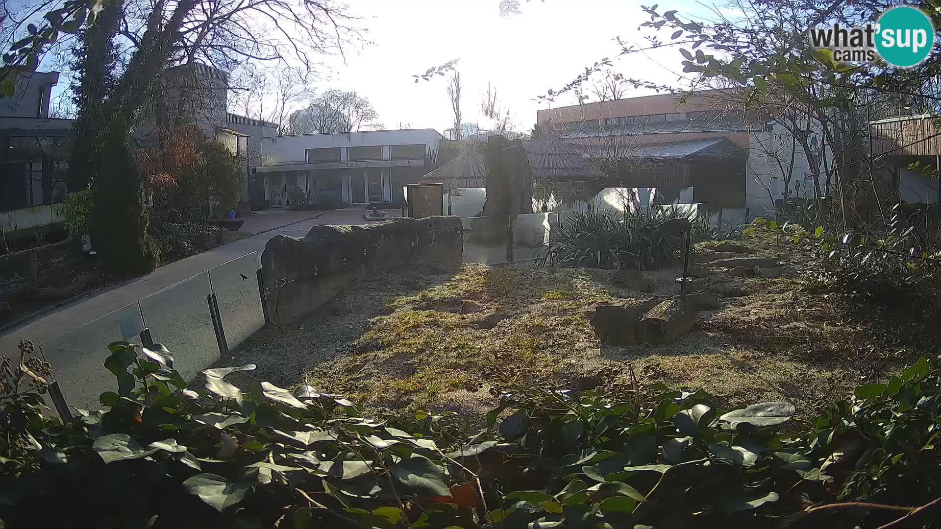 Zoo Zagreb – Meerkat (Suricate)