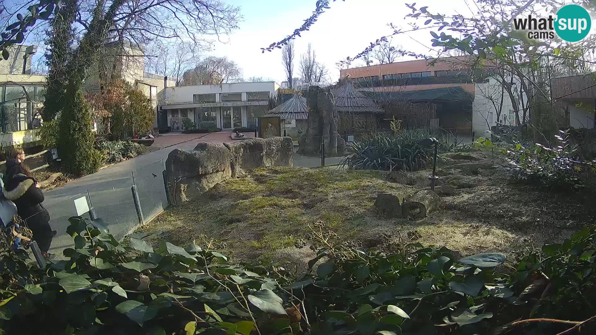 Zoo Zagreb – Meerkat (Suricate)