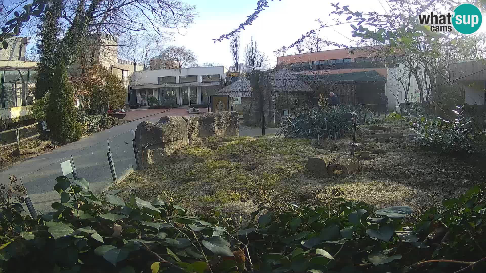 Zoo Zagreb – Meerkat (Suricate)