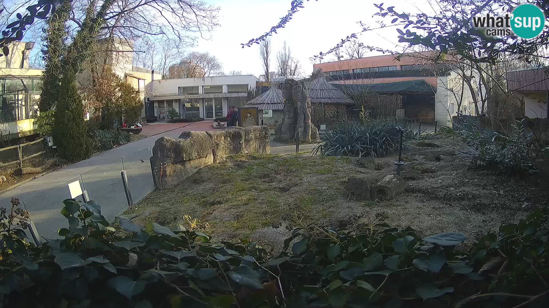 Zoo Zagreb – Meerkat (Suricate)