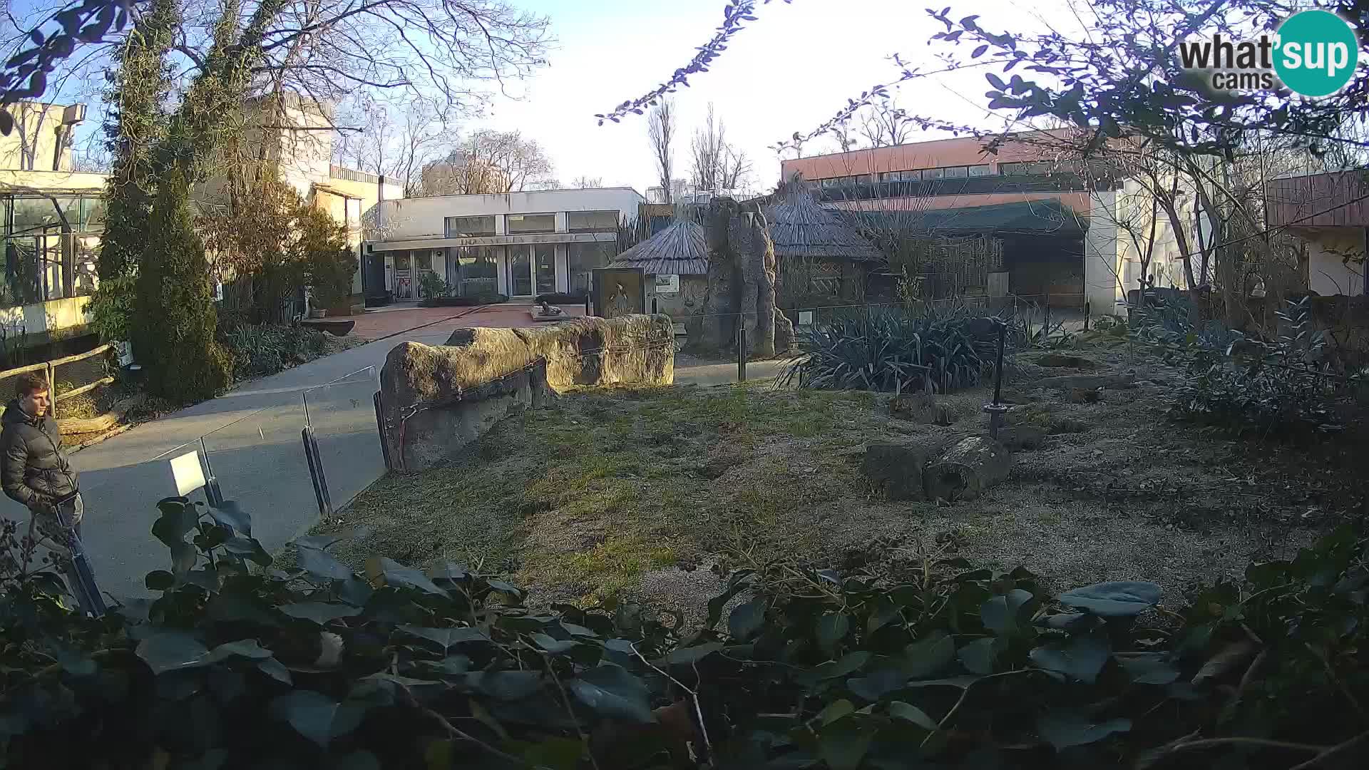 Zoo Zagreb – Meerkat (Suricate)