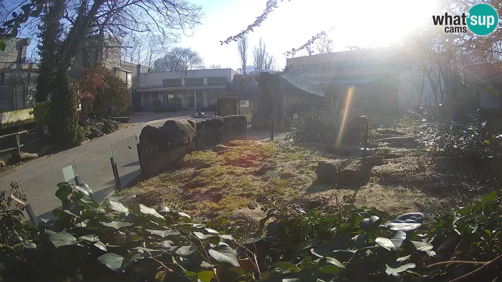 Zoo Zagreb – Suricate