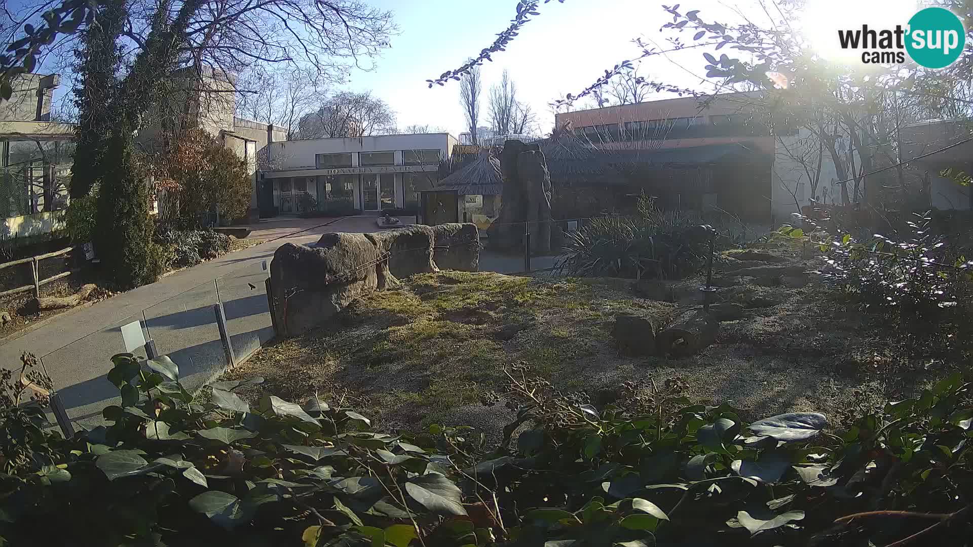 Zoo Zagreb – Suricata