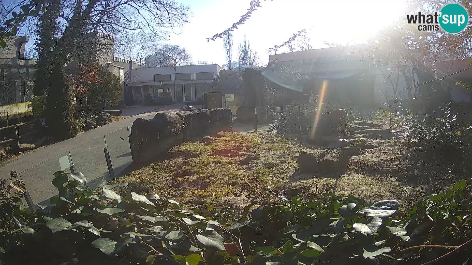 Zoo Zagreb – Meerkat (Suricate)