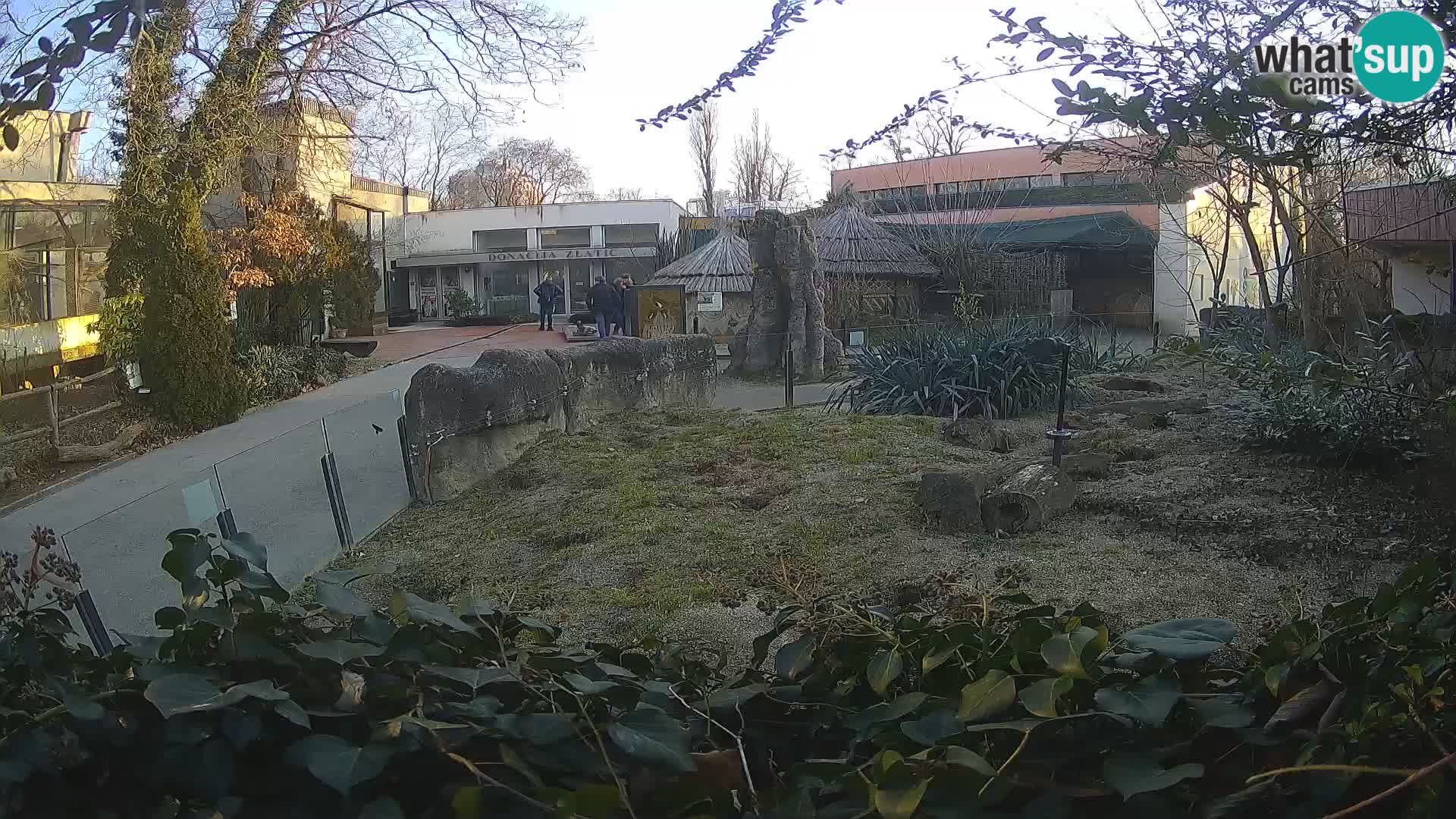 Zoo Zagreb – Surikate