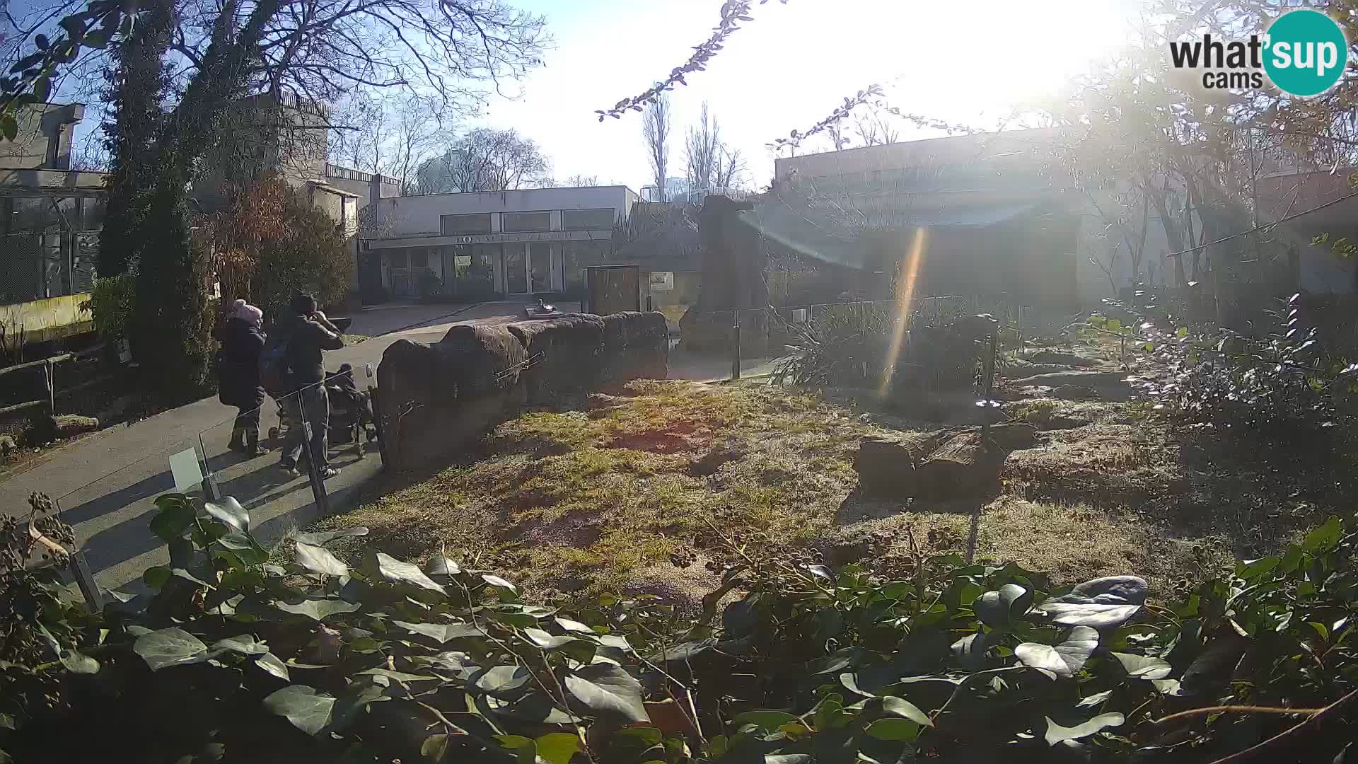 Zoo Zagreb – Meerkat (Suricate)