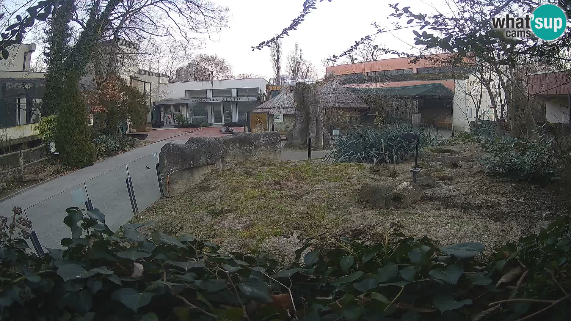 Zoo Zagreb – Surikate