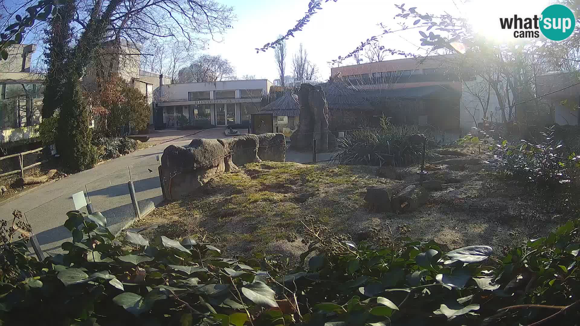 Zoo Zagreb – Meerkat (Suricate)