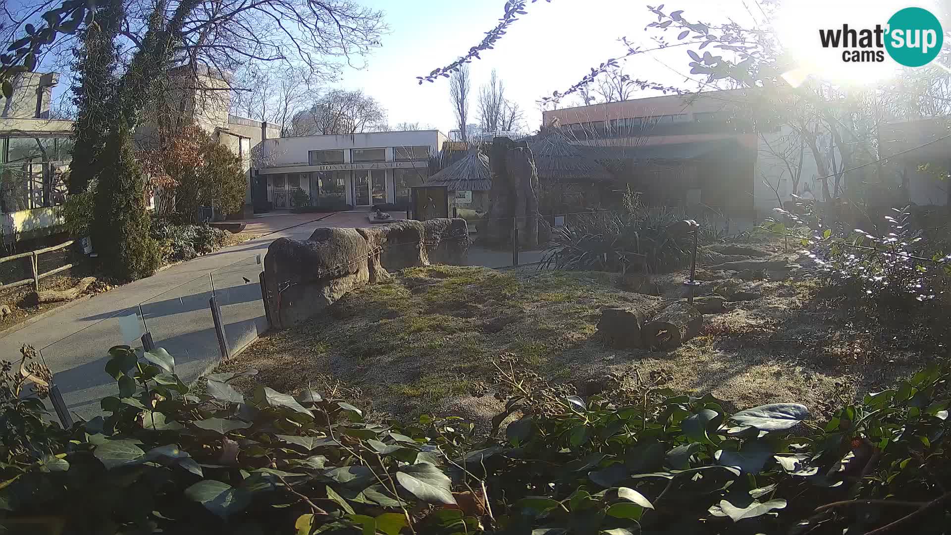 Zoo Zagreb – Surikate