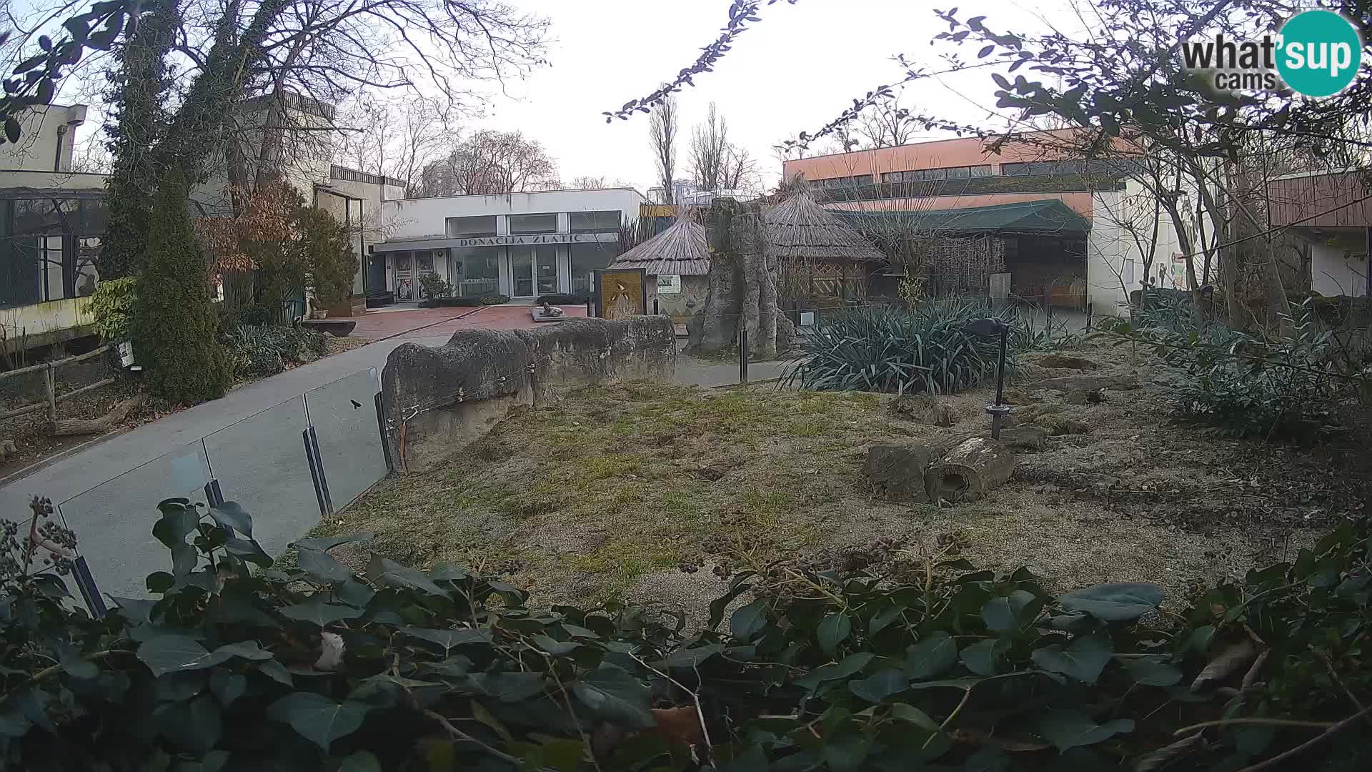 Zoo Zagreb – Meerkat (Suricate)