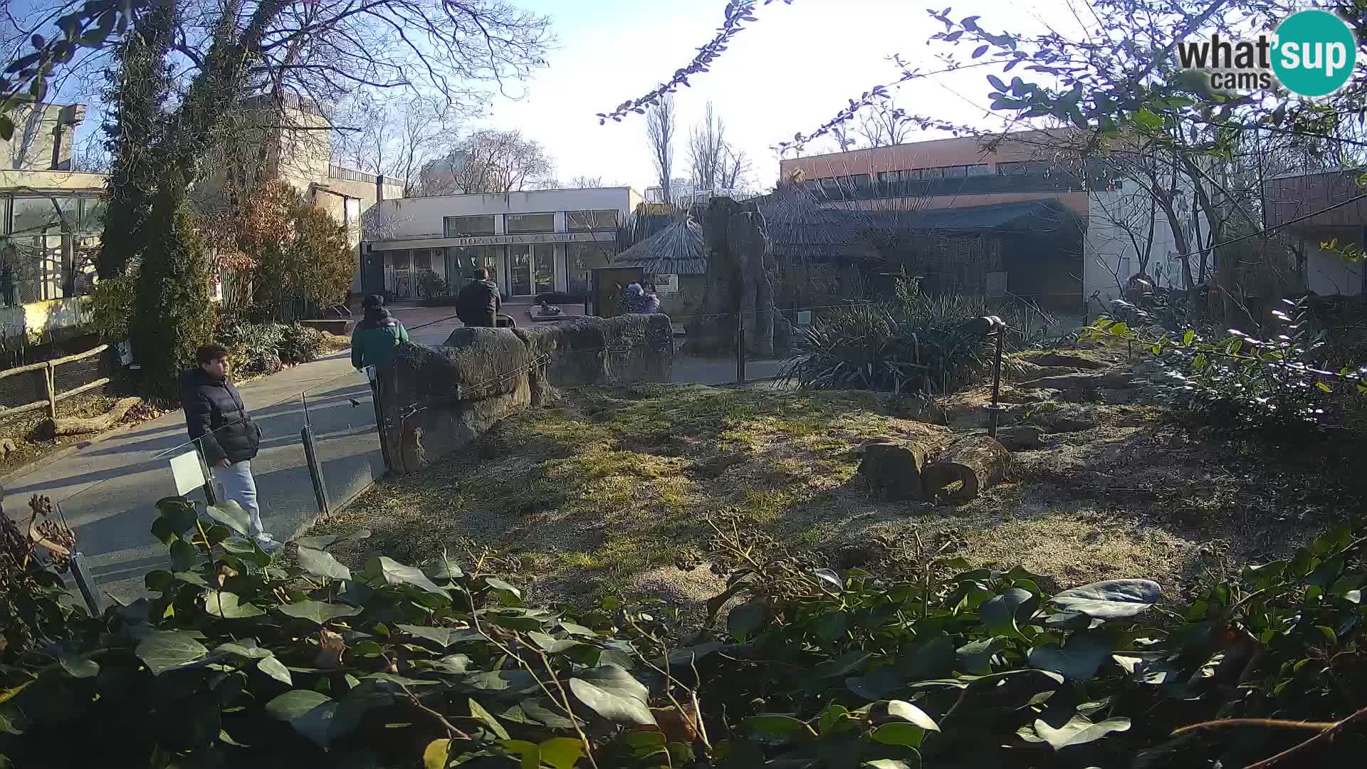 Zoo Zagreb – Suricate