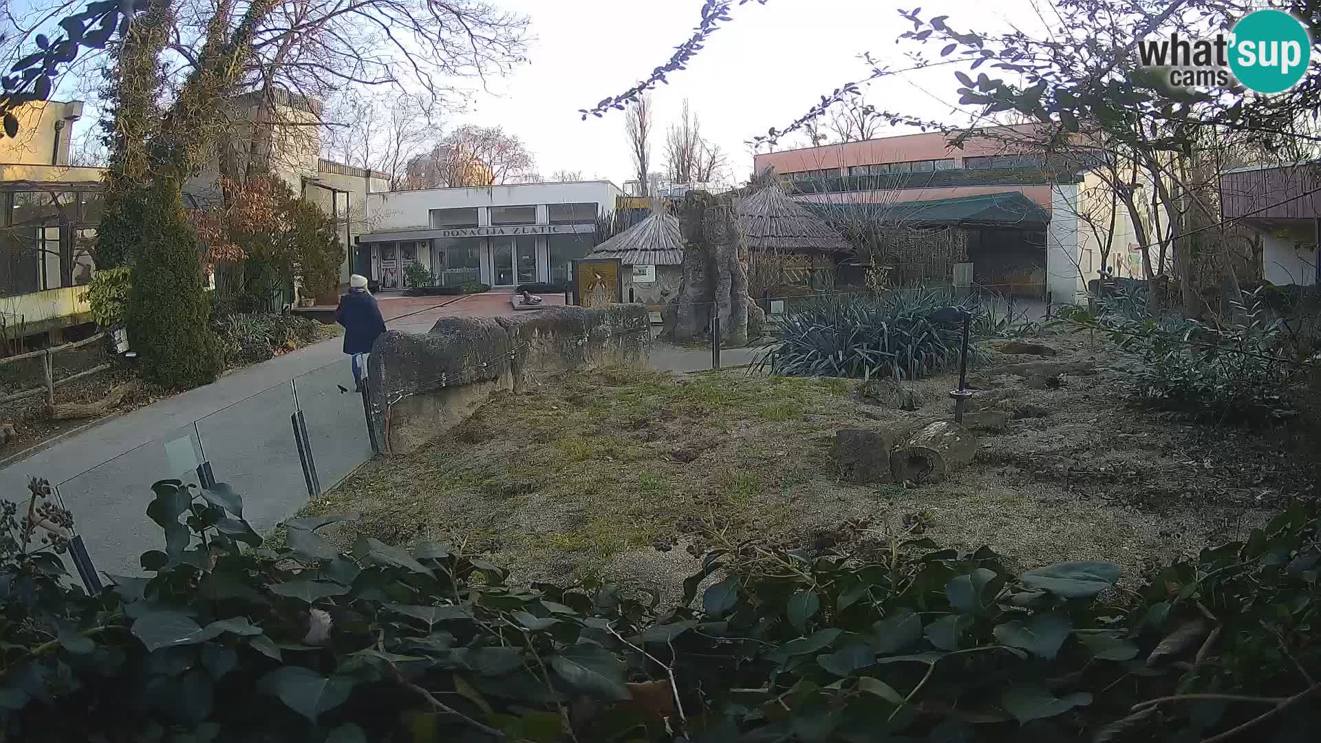 Zoo Zagreb – Meerkat (Suricate)