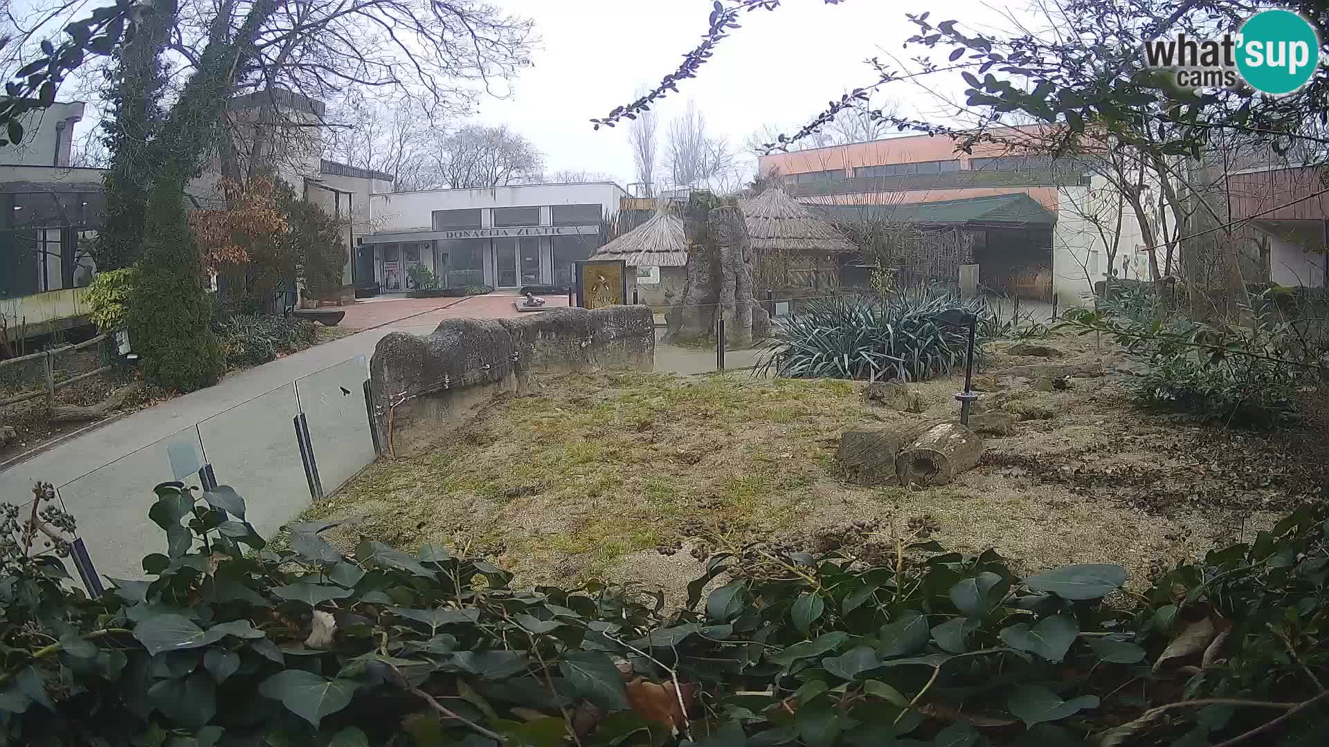 Zoo Zagreb – Surikate